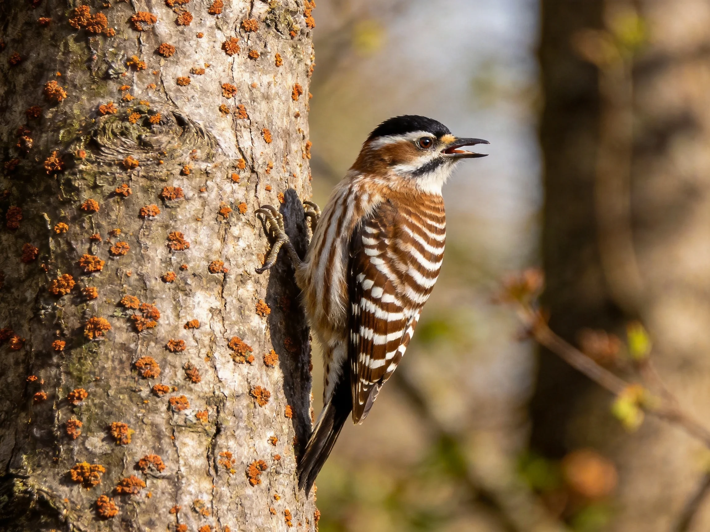 A woodpecker with striped wings perches on a lichen-dotted tree trunk