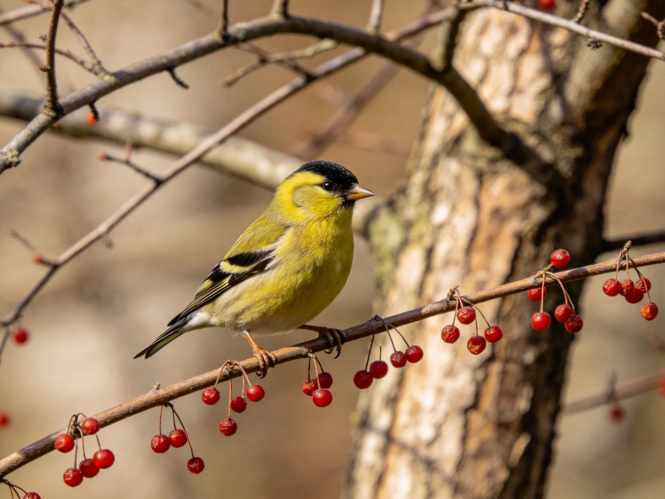 A yellow and black finch perched on a branch with red berries