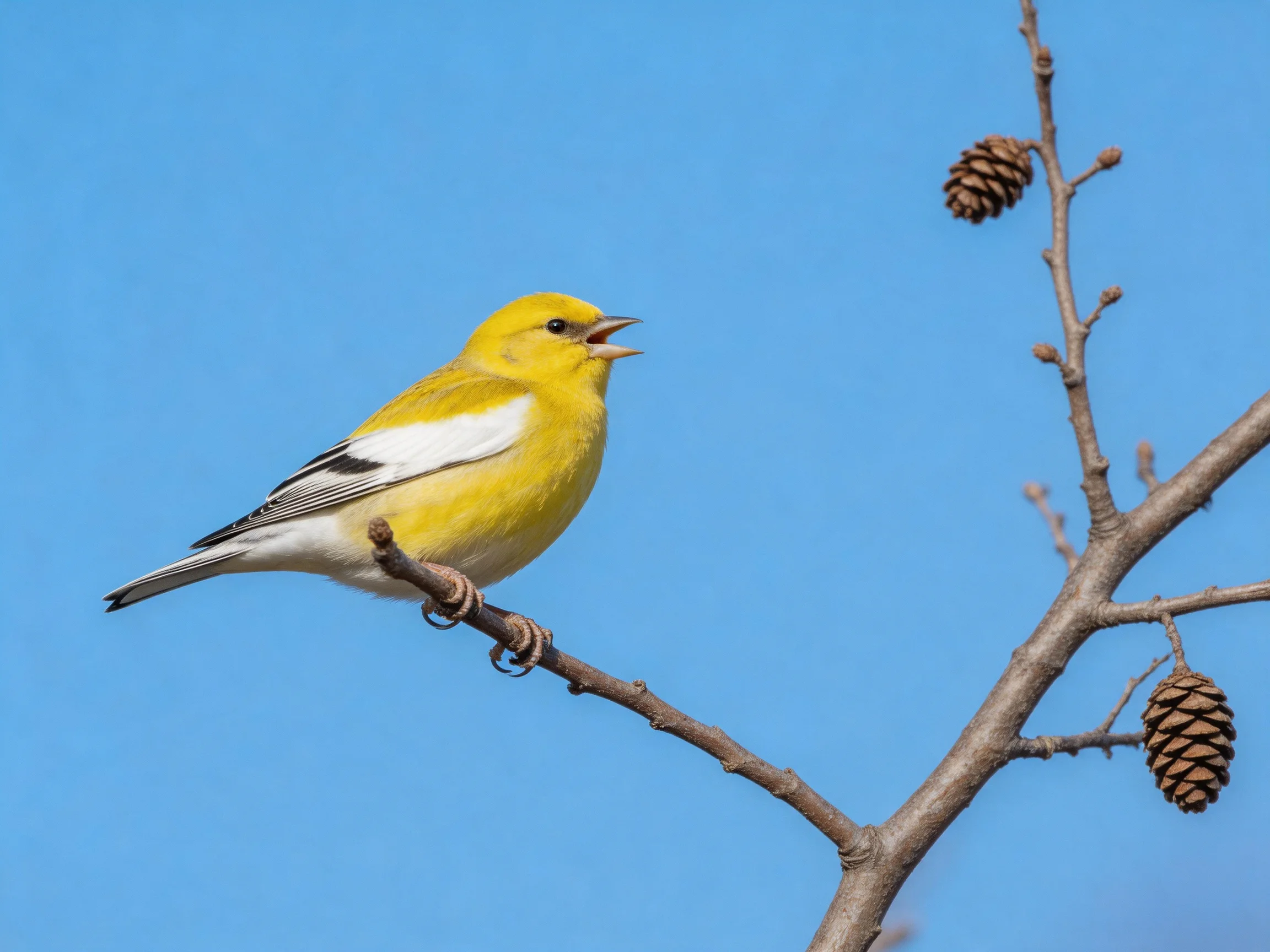 A yellow bird perched on a tree branch with pine cones