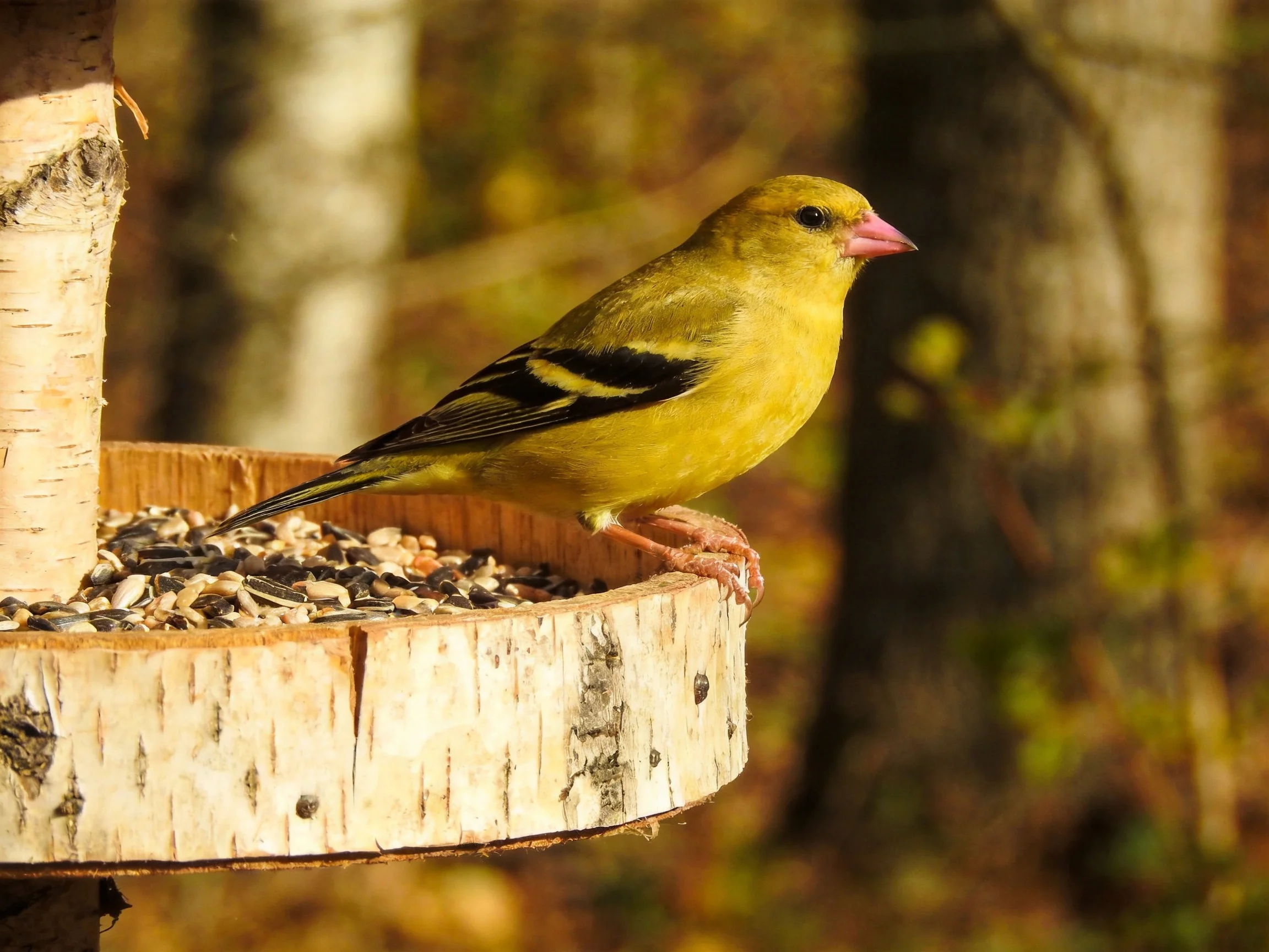 A yellow bird with black wing stripes perches on a wooden bird feeder