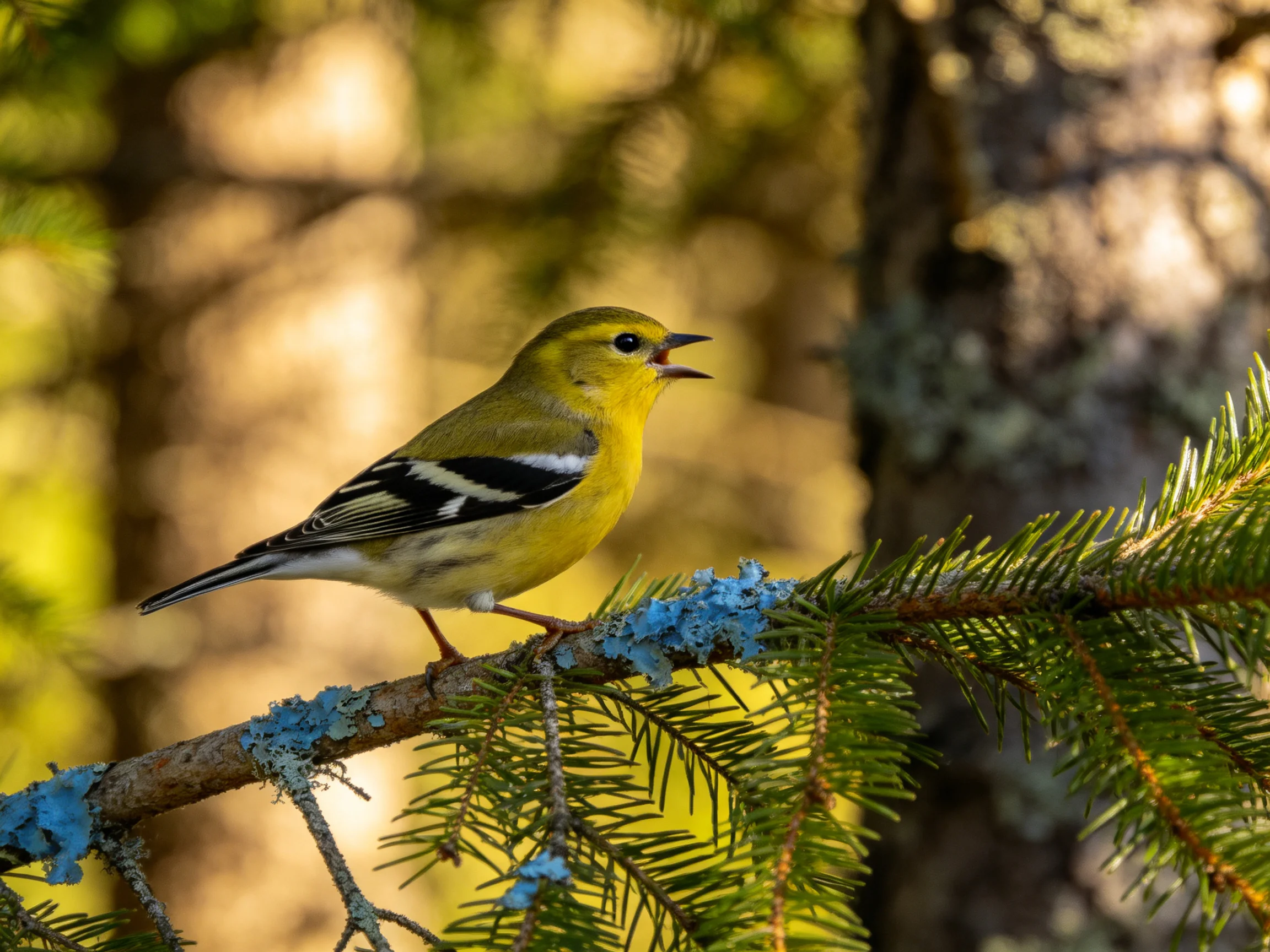 A yellow finch perches on a lichen-covered pine branch