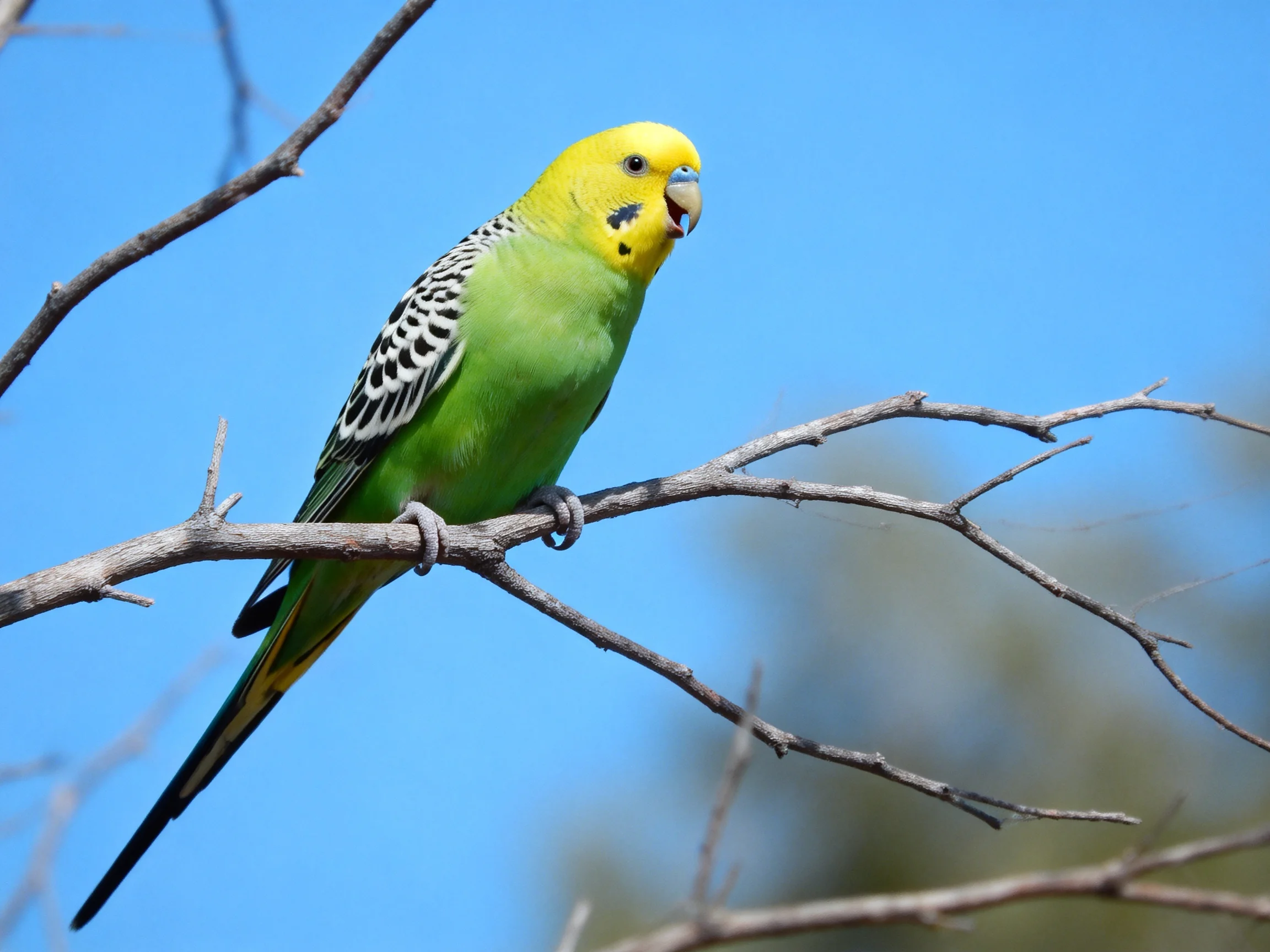 A yellow-headed green budgie perches on a bare tree branch