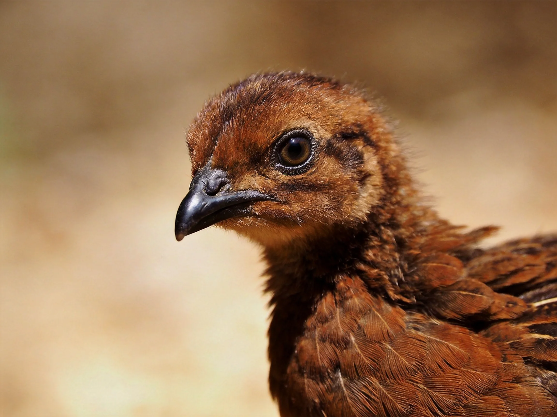 A young brown-feathered bird chick with a dark beak