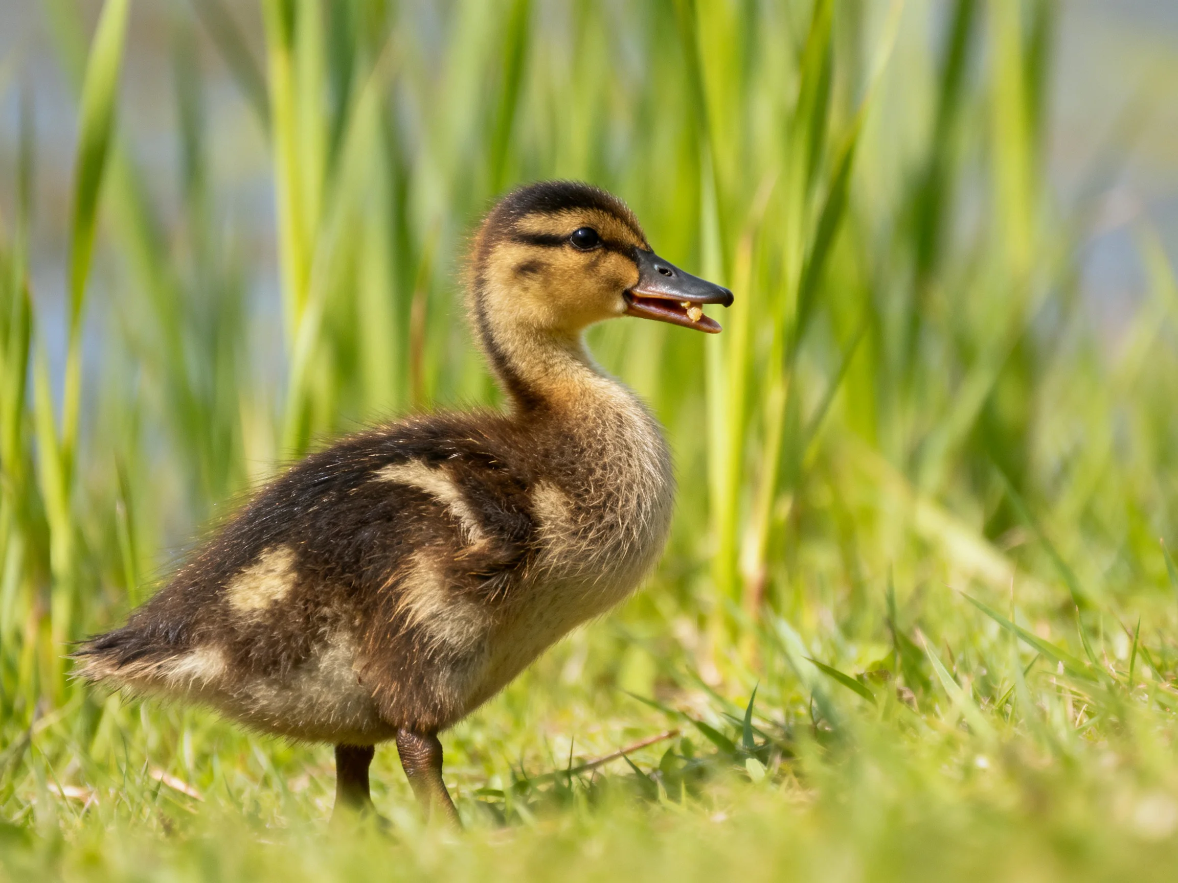 A young duckling with brown and tan plumage in lush green grass