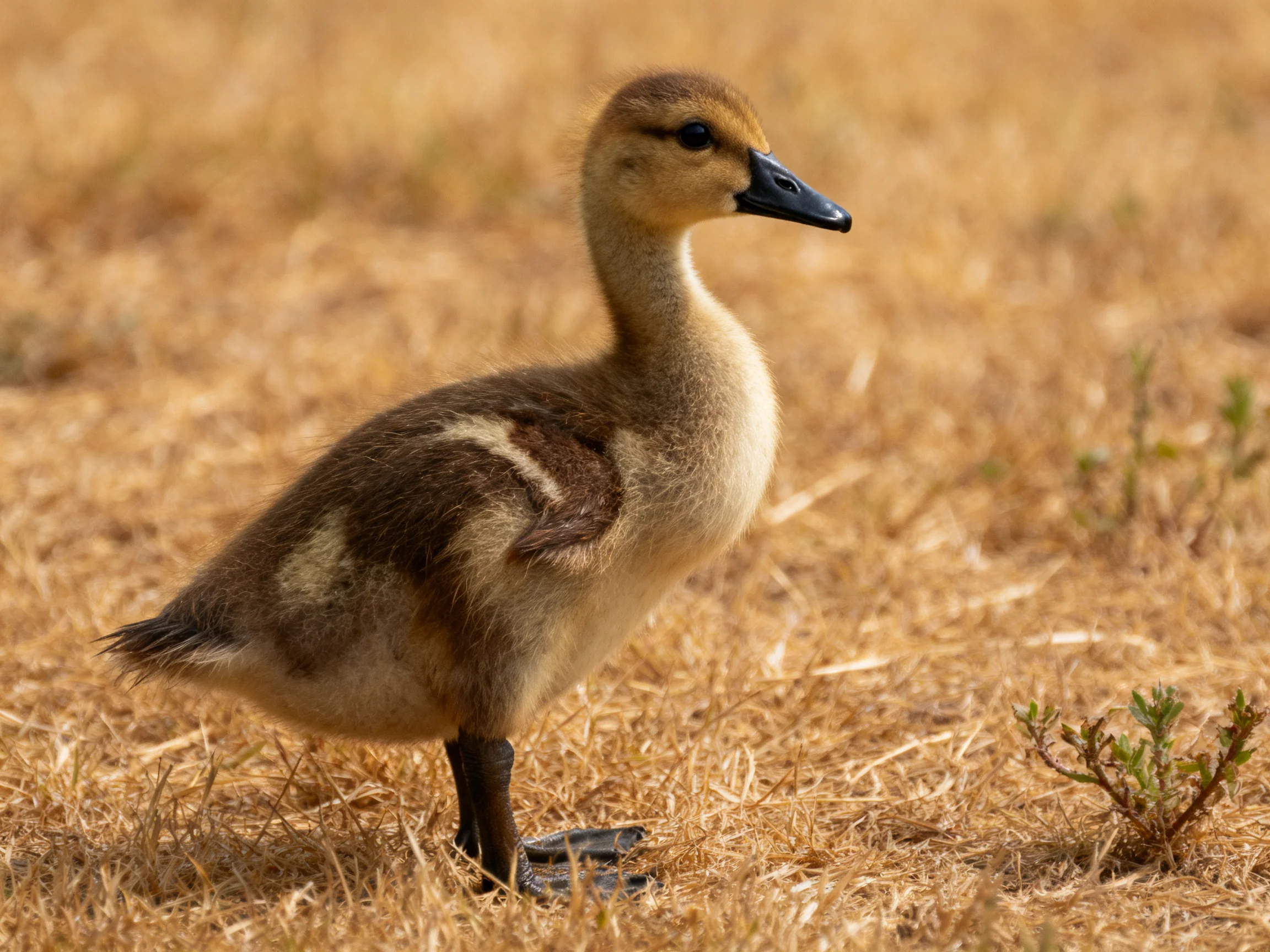 A young duckling with brown and tan plumage on dry grass
