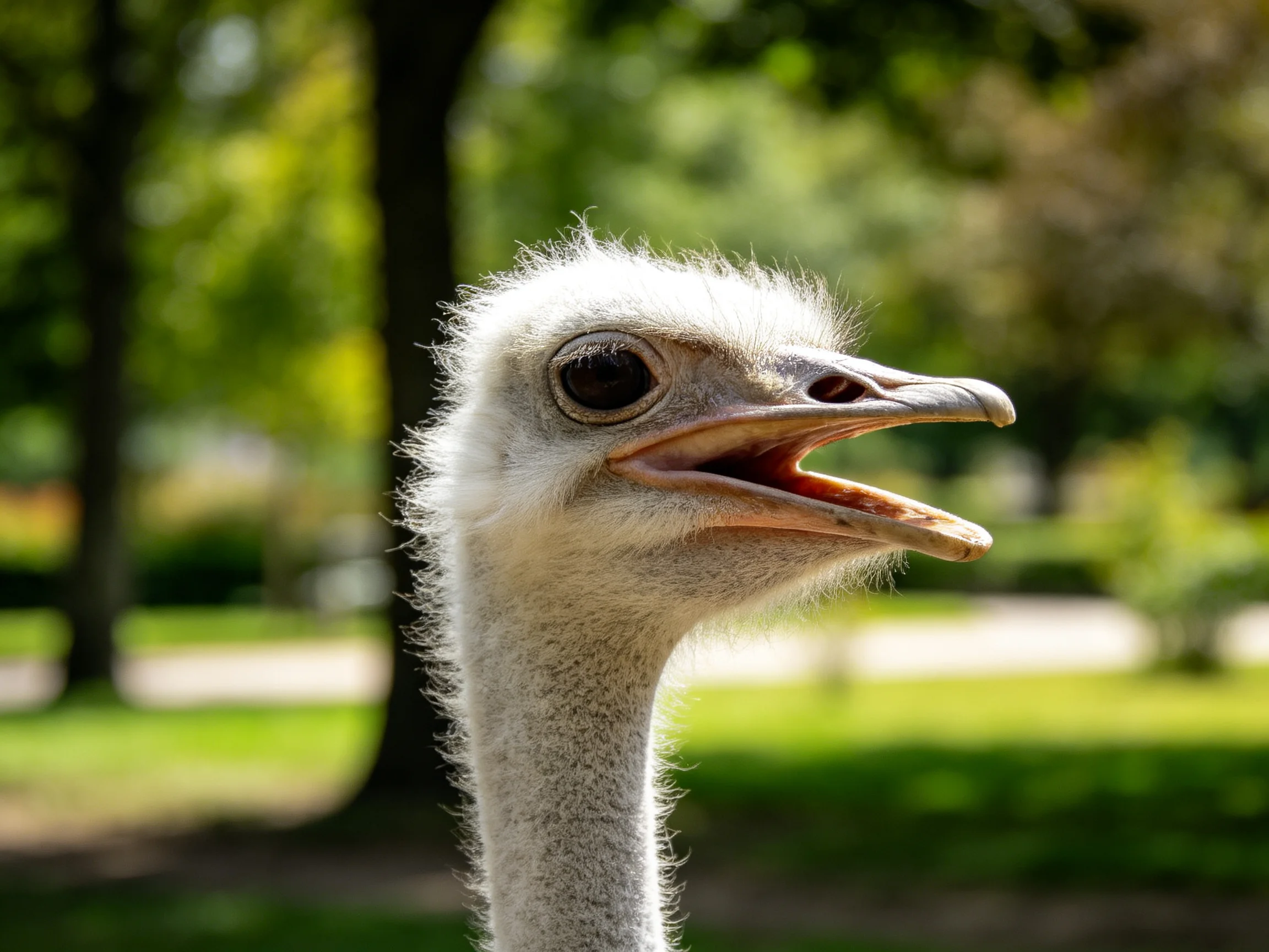 A young ostrich chick with fluffy white feathers outdoors