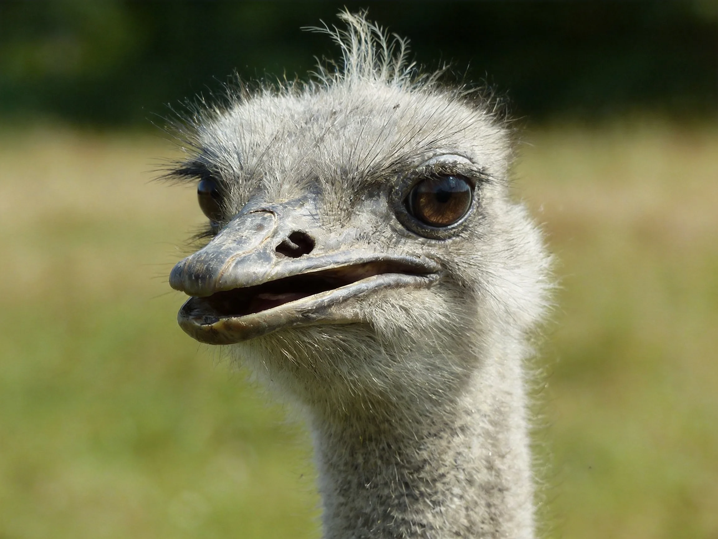 A young ostrichs face with soft gray plumage and expressive eyes