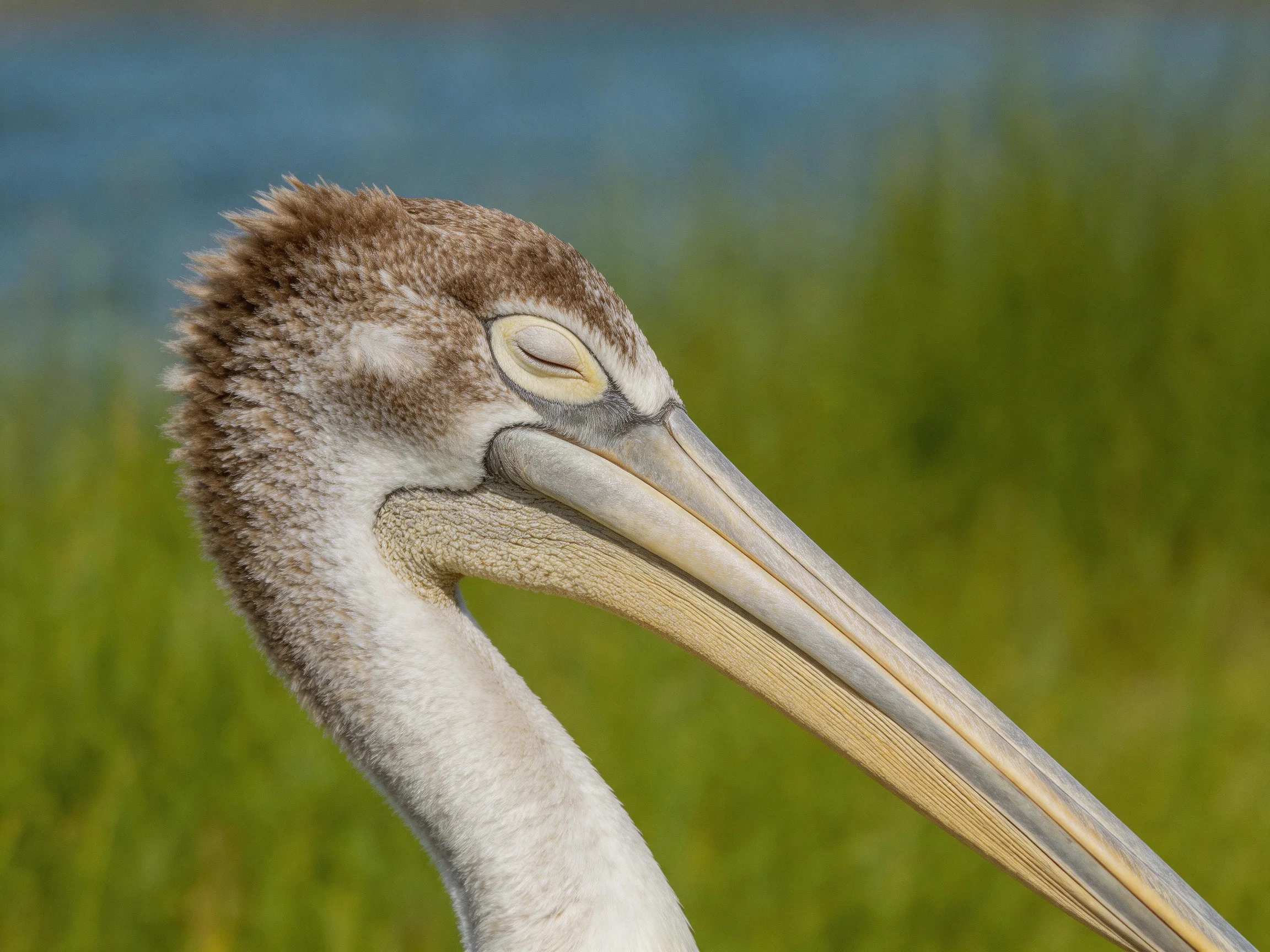 A close - up of a young pelican resting near greenery.