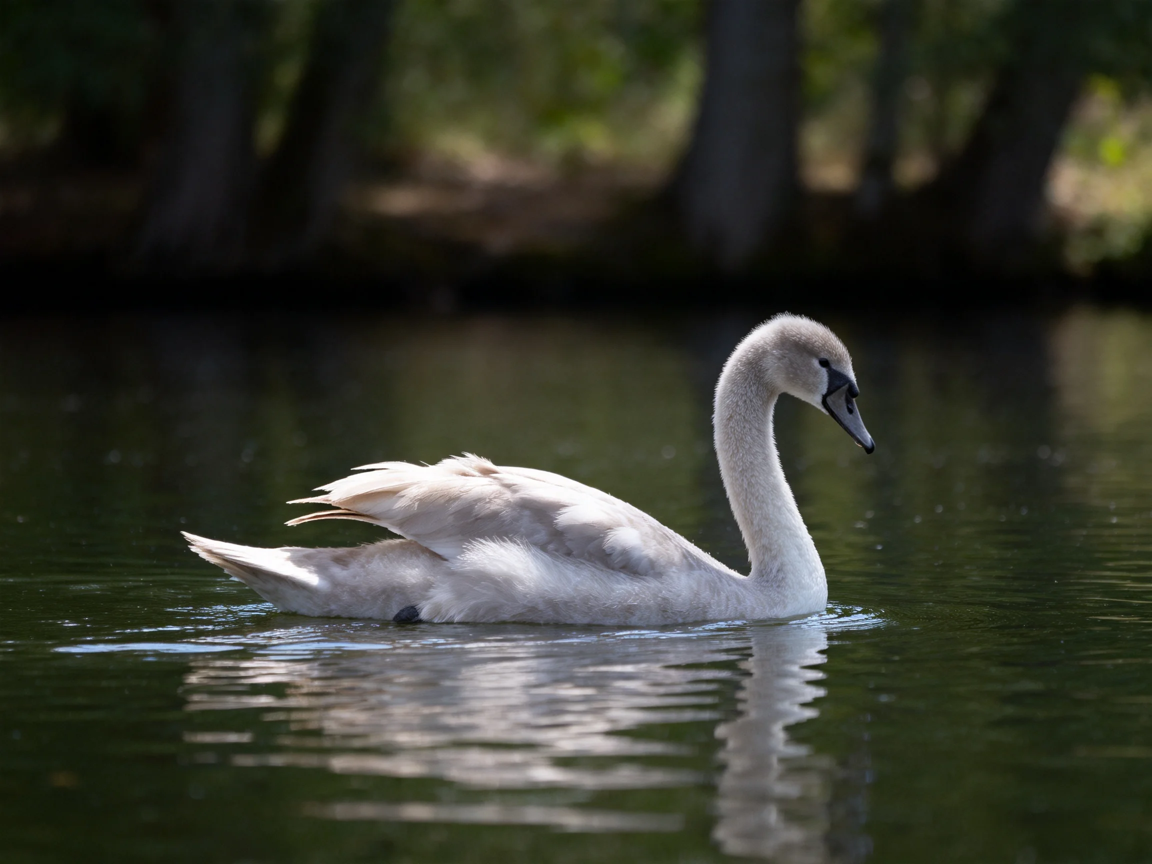 A young swan glides on calm green water near dark trees