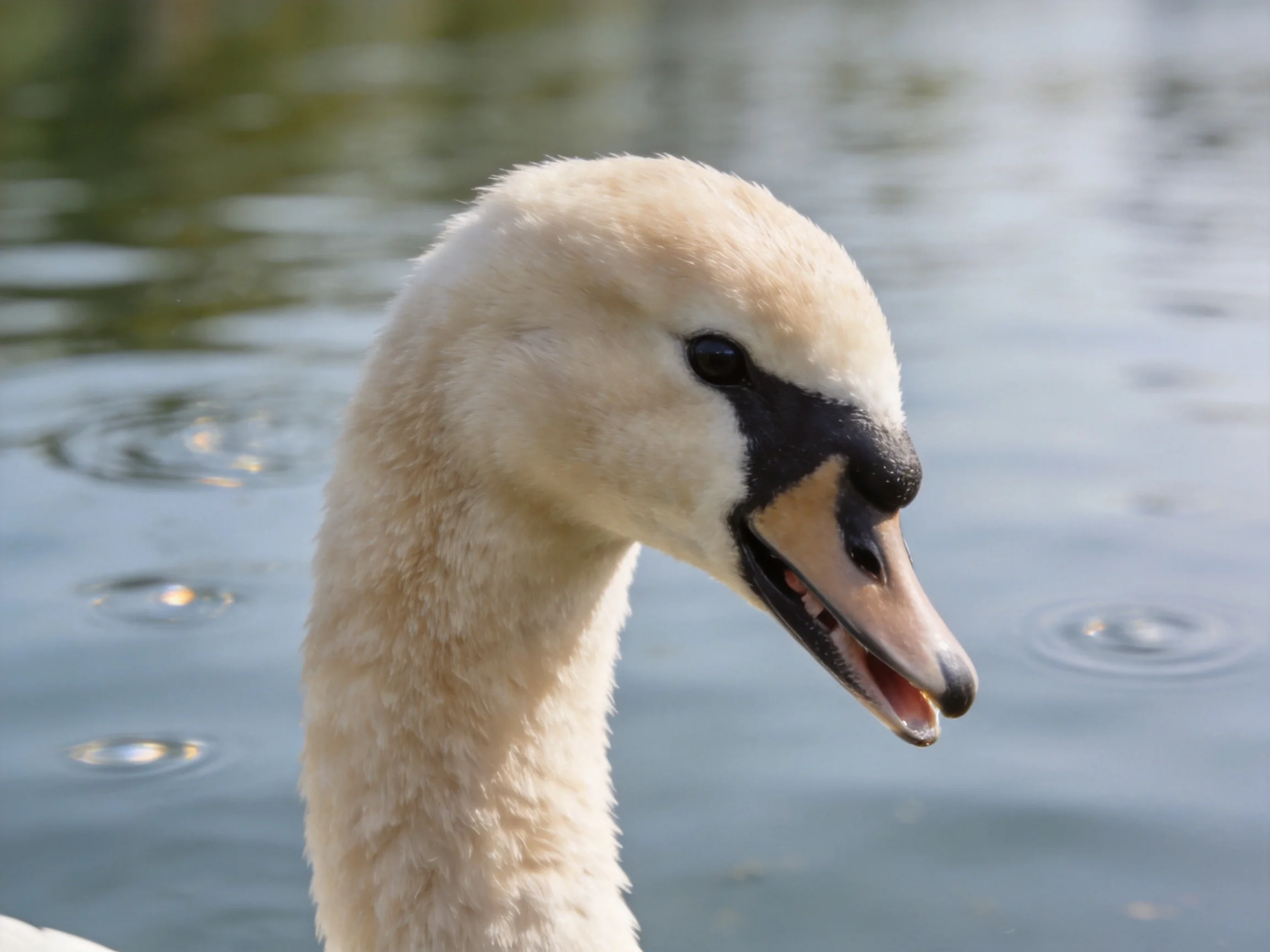 A young swan with black beak near calm water