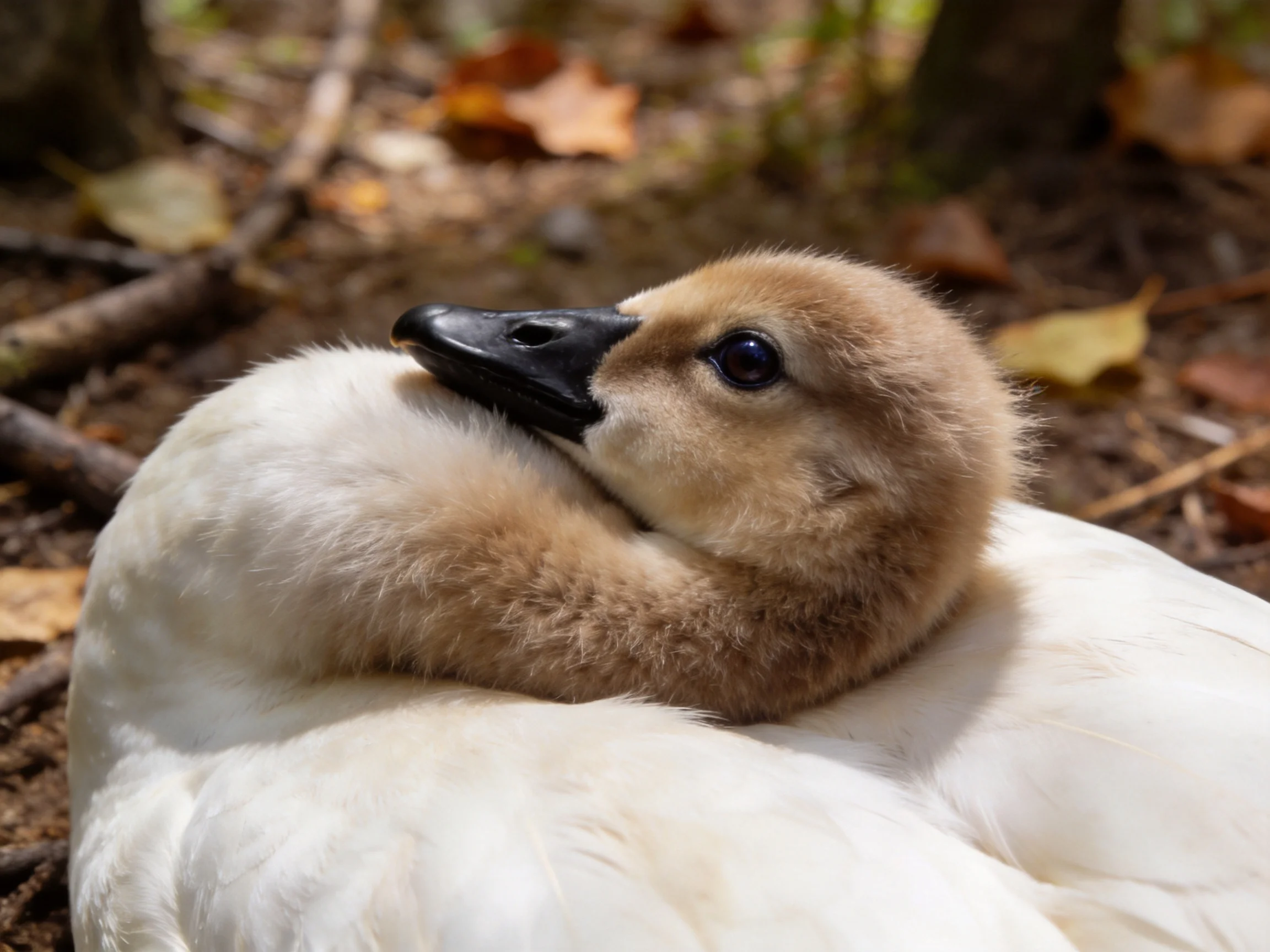 A young swan with brown and white plumage rests amid natural surroundings