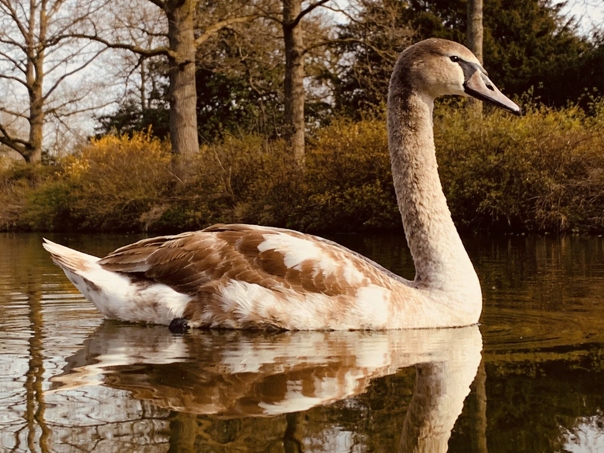 A young swan with brown and white plumage swims in calm water