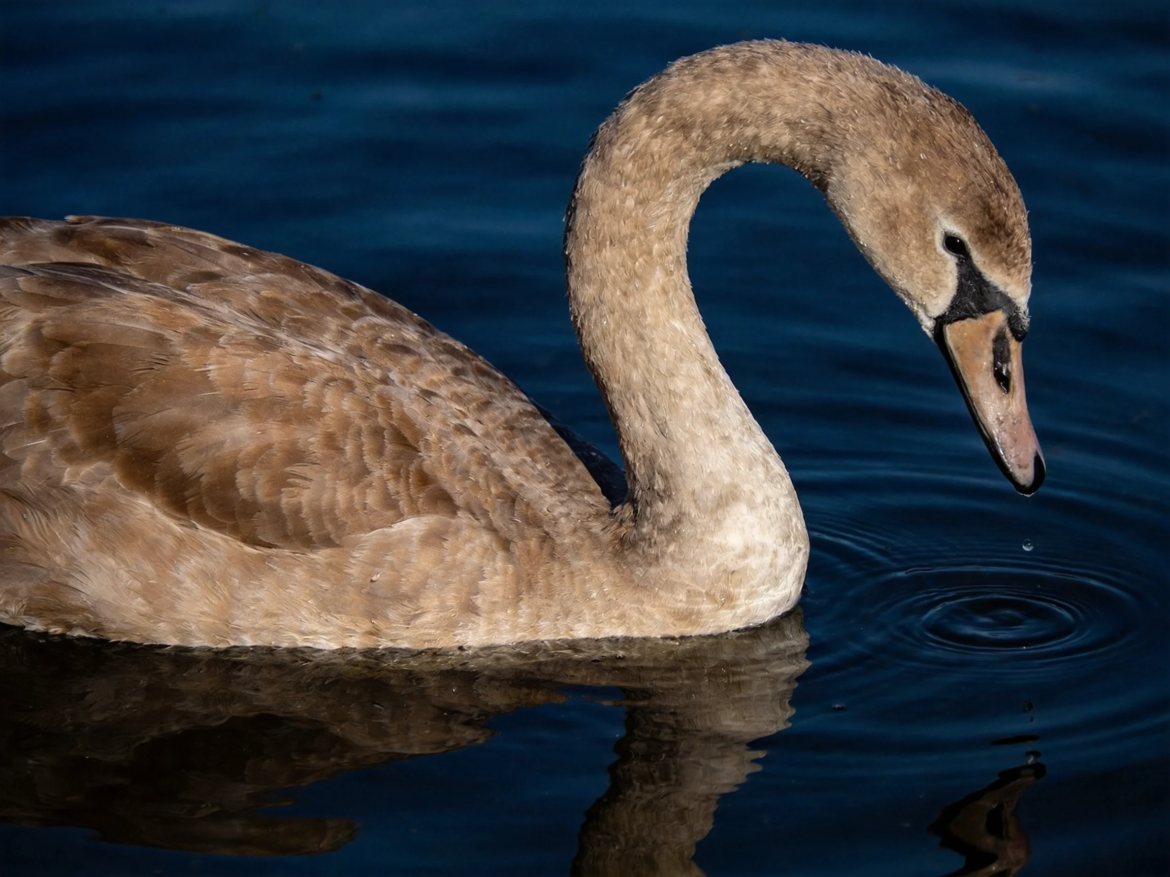 A young swan with brown plumage swimming in dark blue water