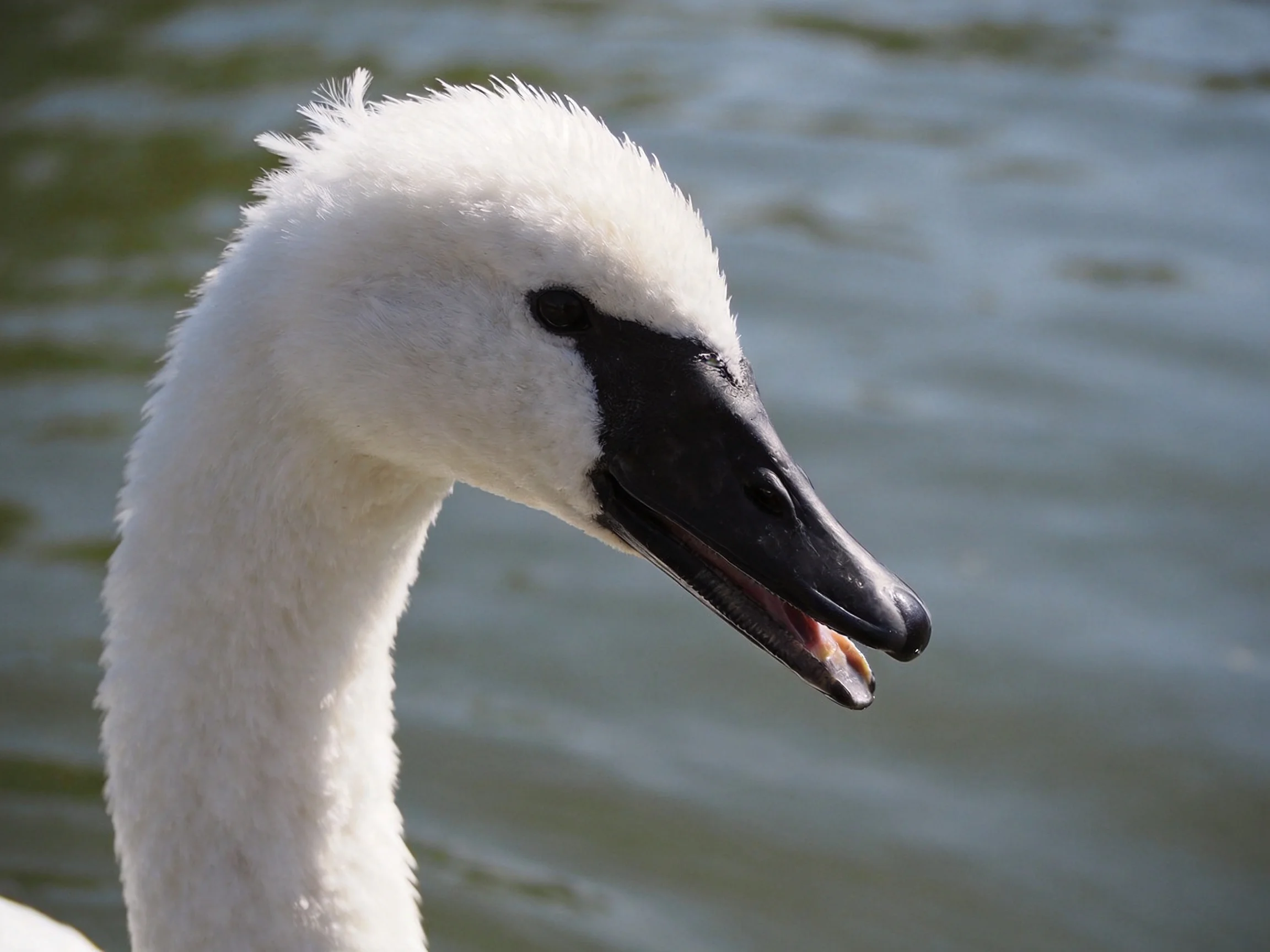 A young swan with fluffy white plumage and dark beak near calm water