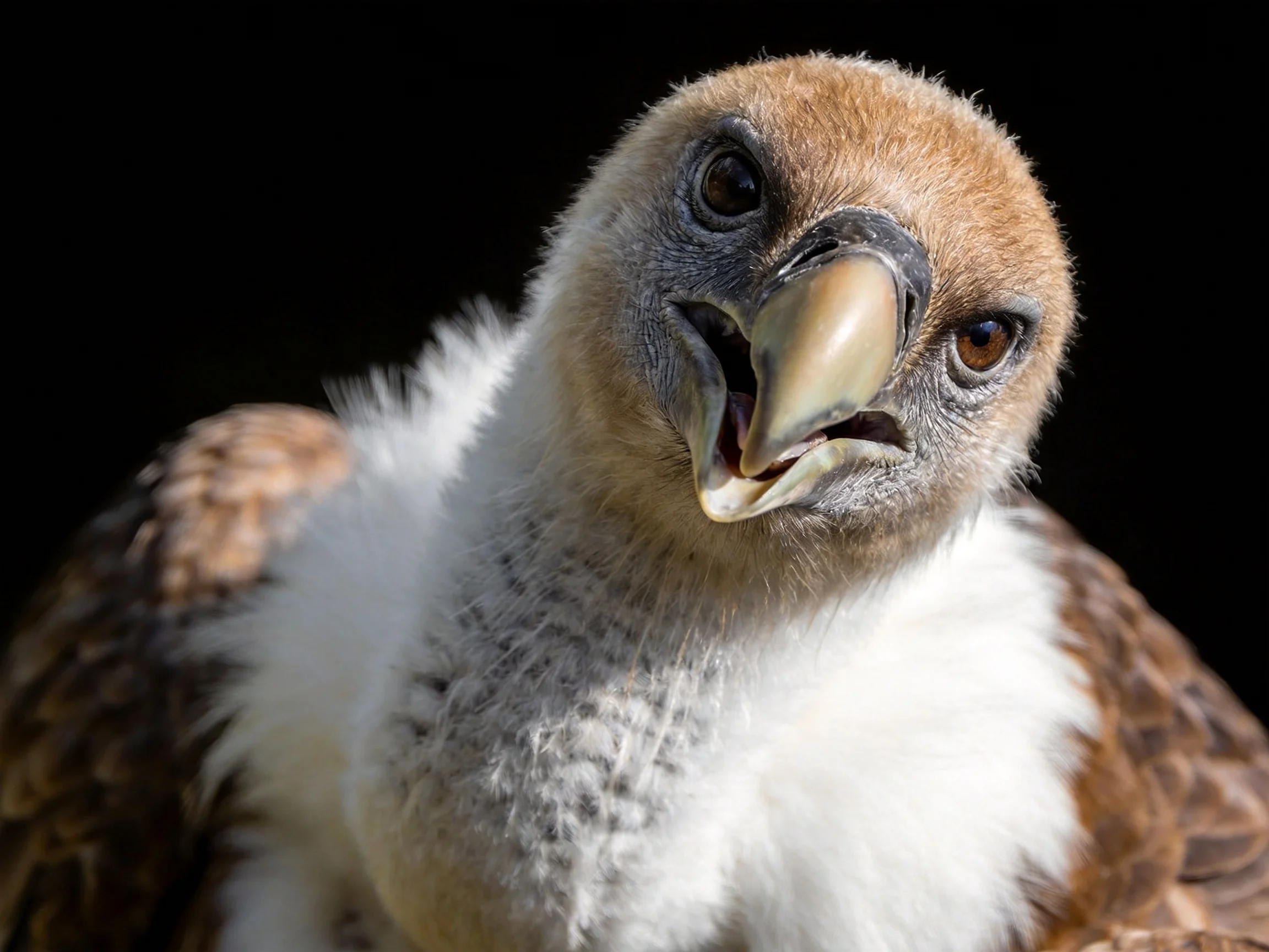 A young vulture chick with brown and white plumage