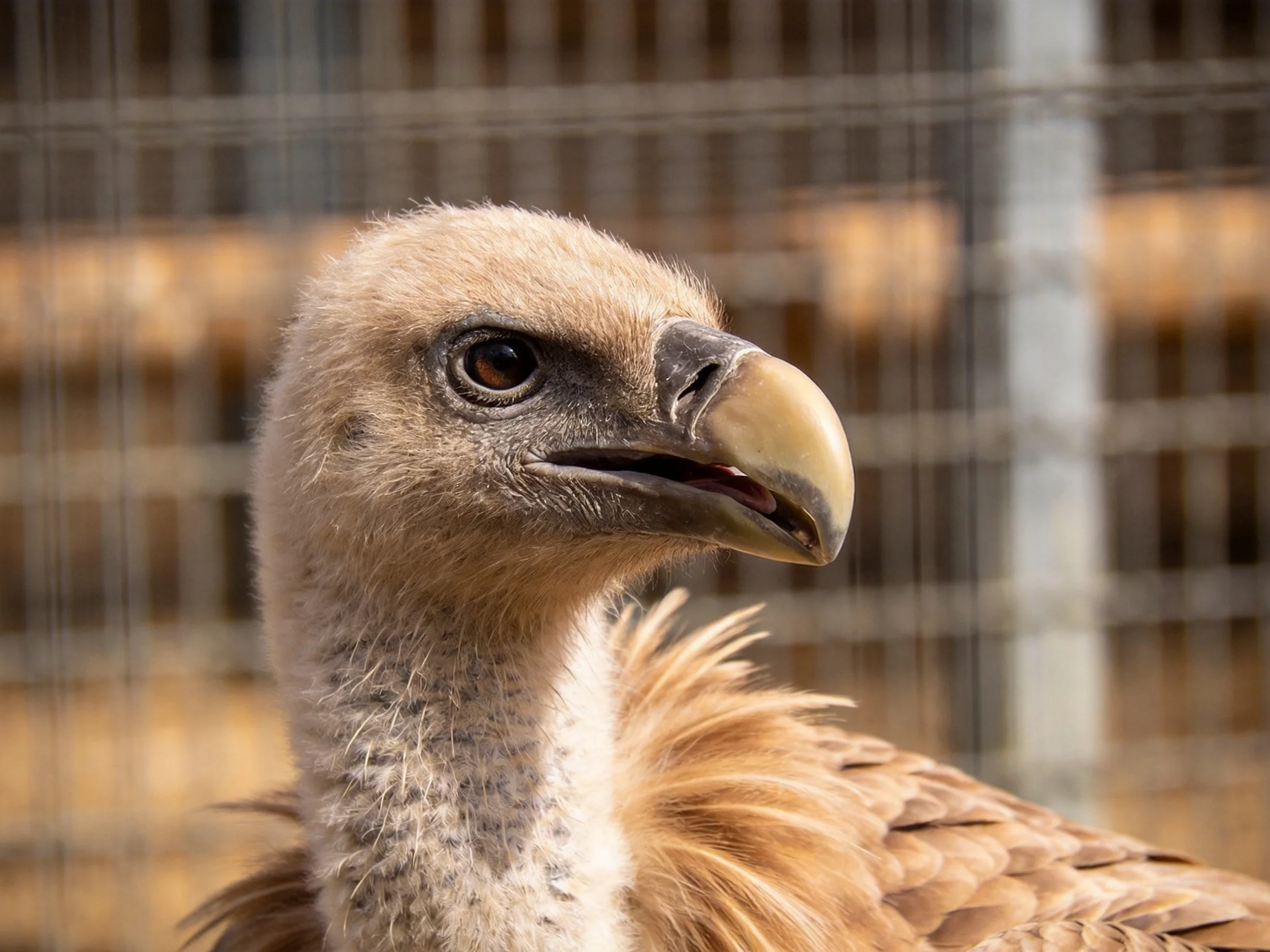 A young vulture with tan feathers and a large beak