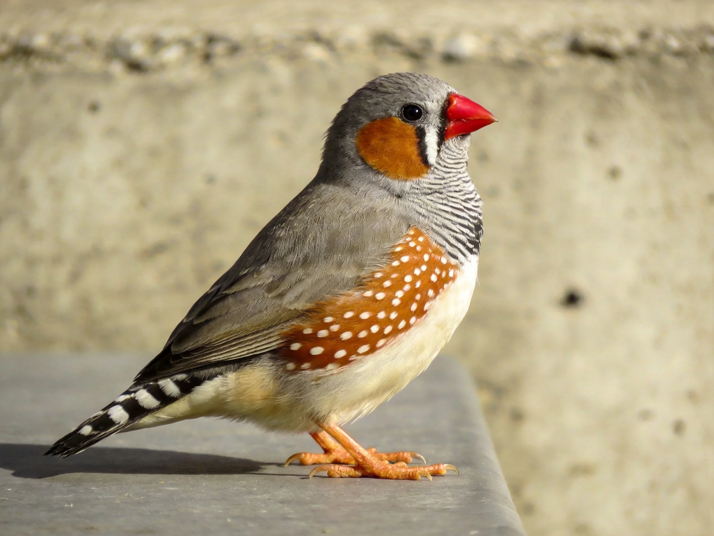 A zebra finch with gray, orange, and spotted plumage perched on a concrete ledge