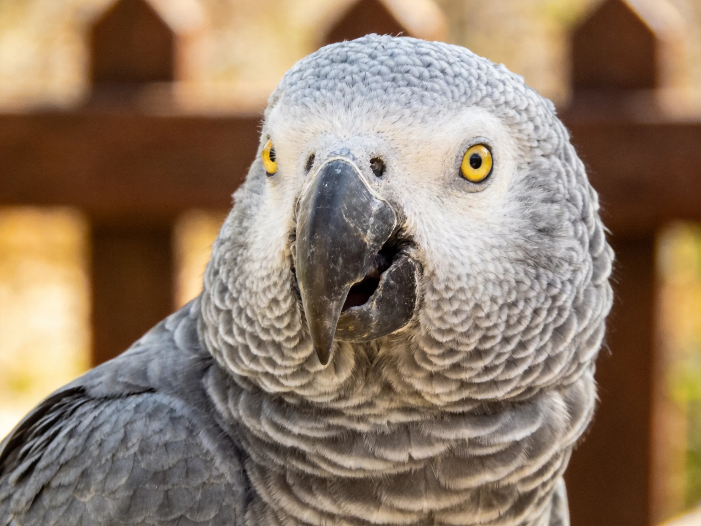 An African Grey parrot with yellow eyes and textured gray plumage