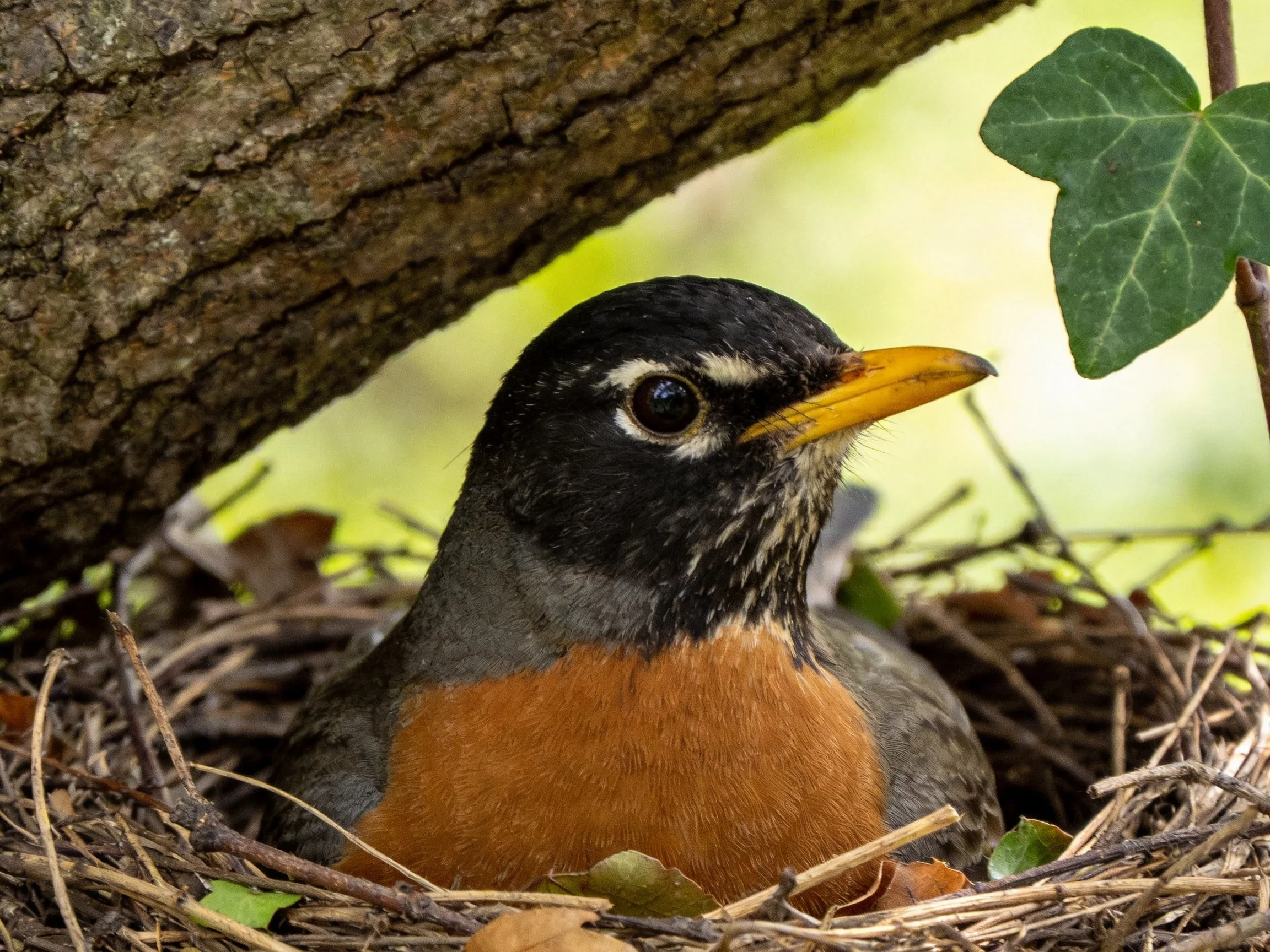 An American Robin rests in a twig nest under a tree trunk
