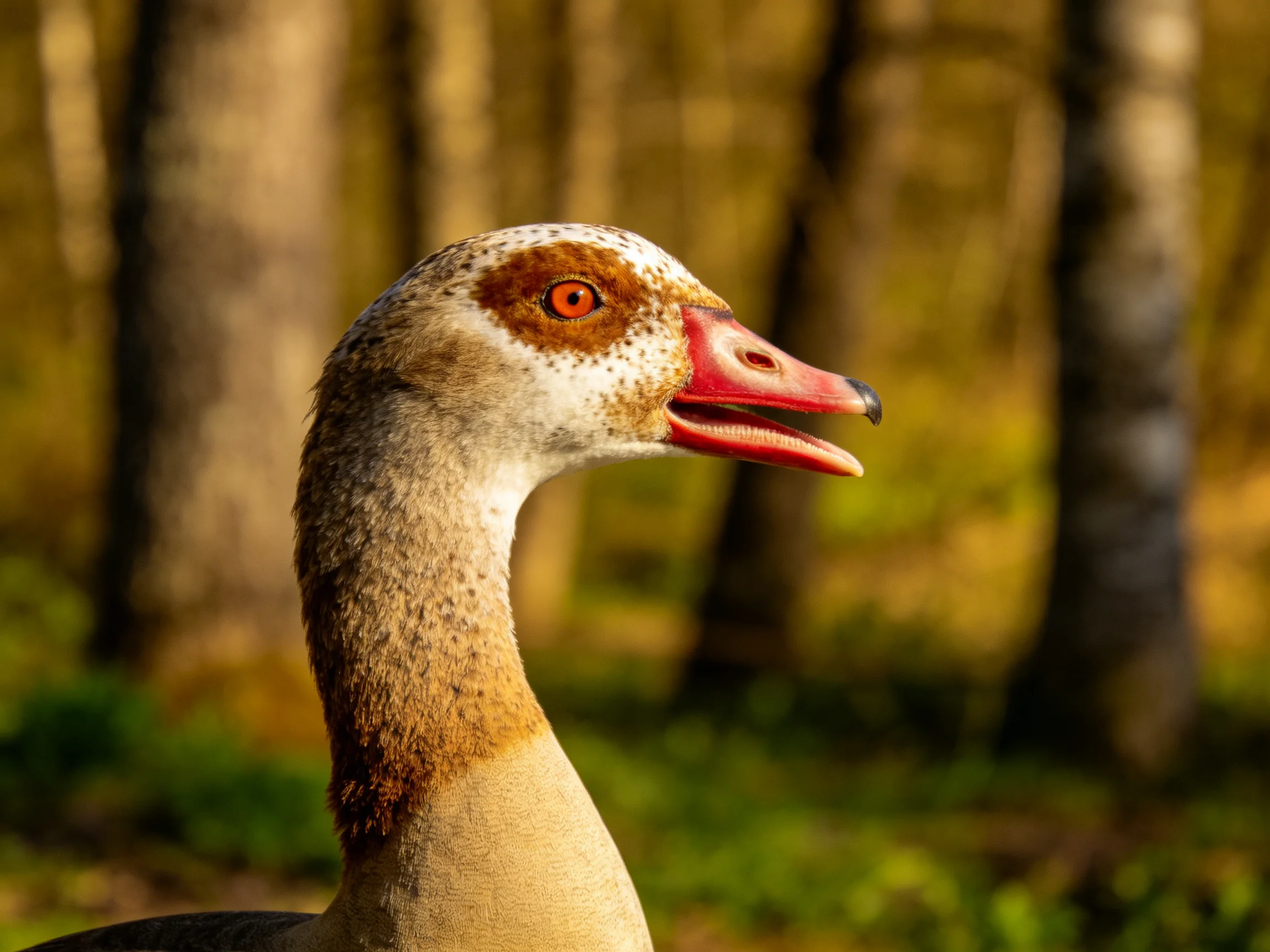 An Egyptian goose with reddish beak and orange eye in forest