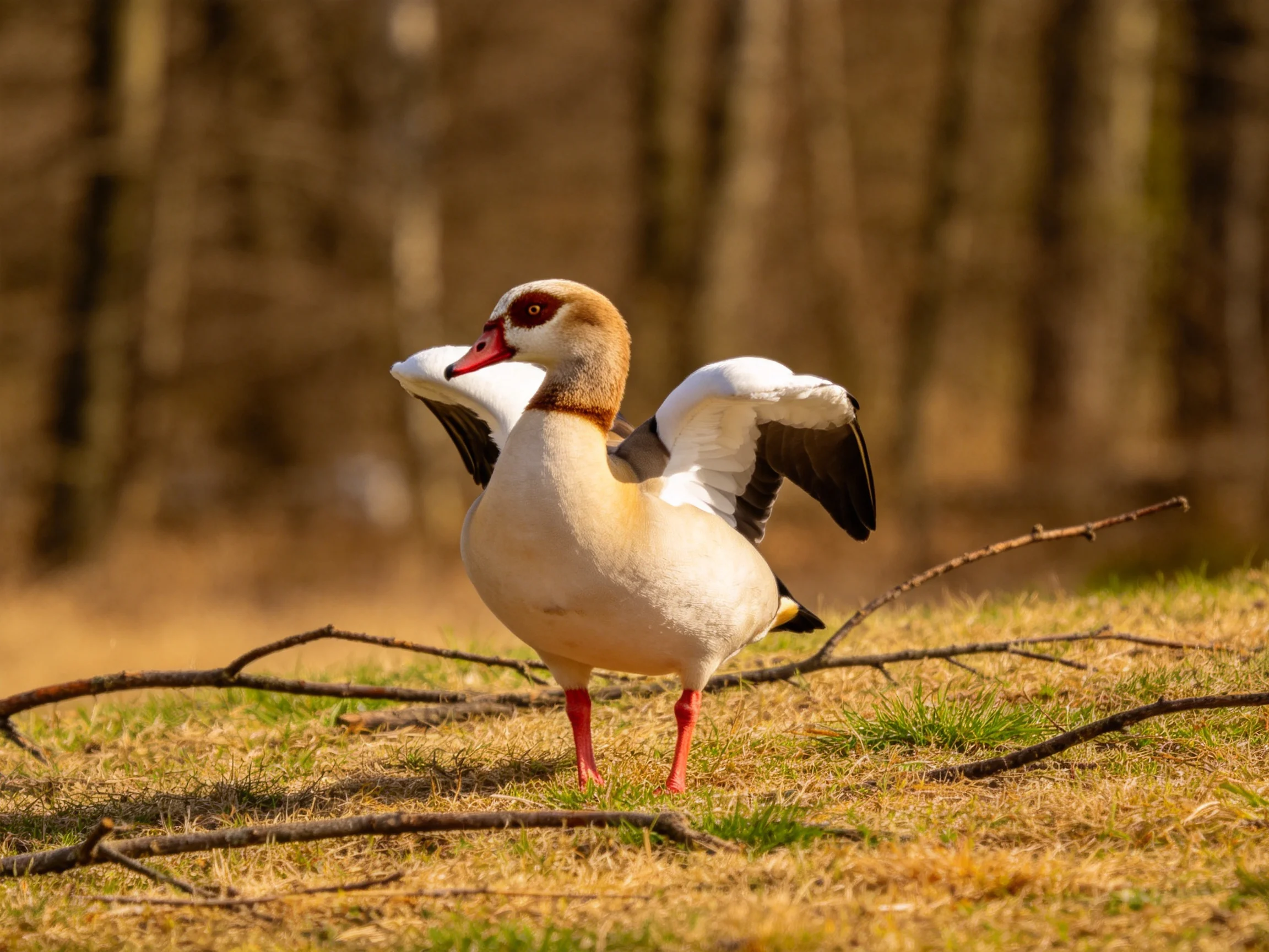 An Egyptian goose with white, brown, and black feathers flapping wings on grass