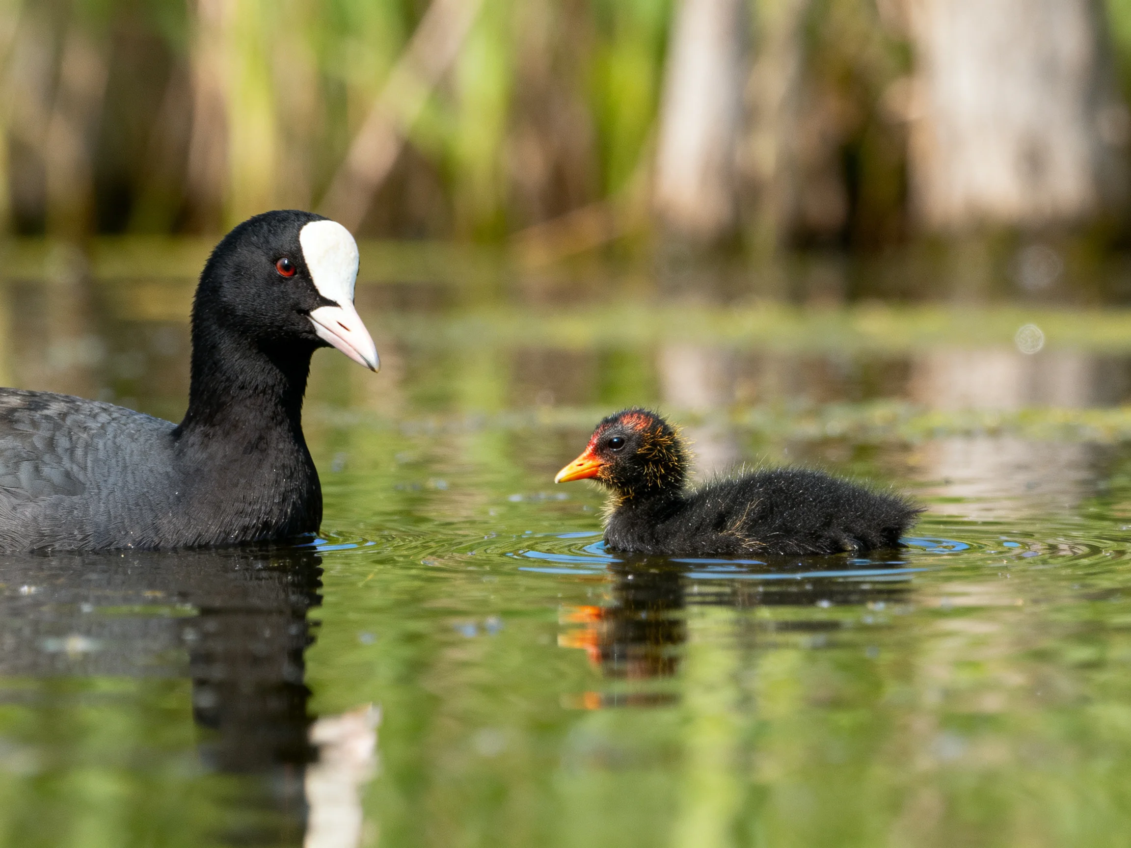 An adult coot and chick swim in green-tinted water near reeds
