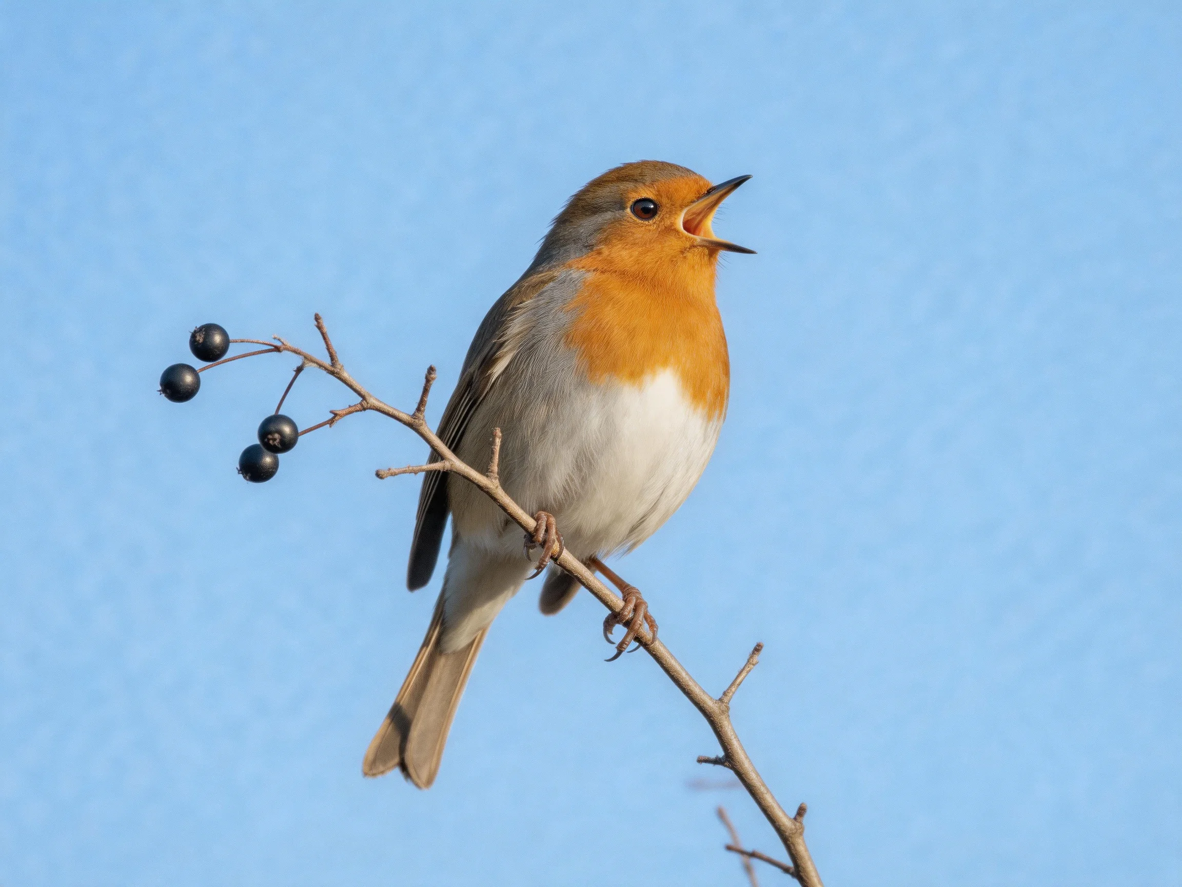 An orange-breasted bird perches on a branch with dark berries under a clear blue sky