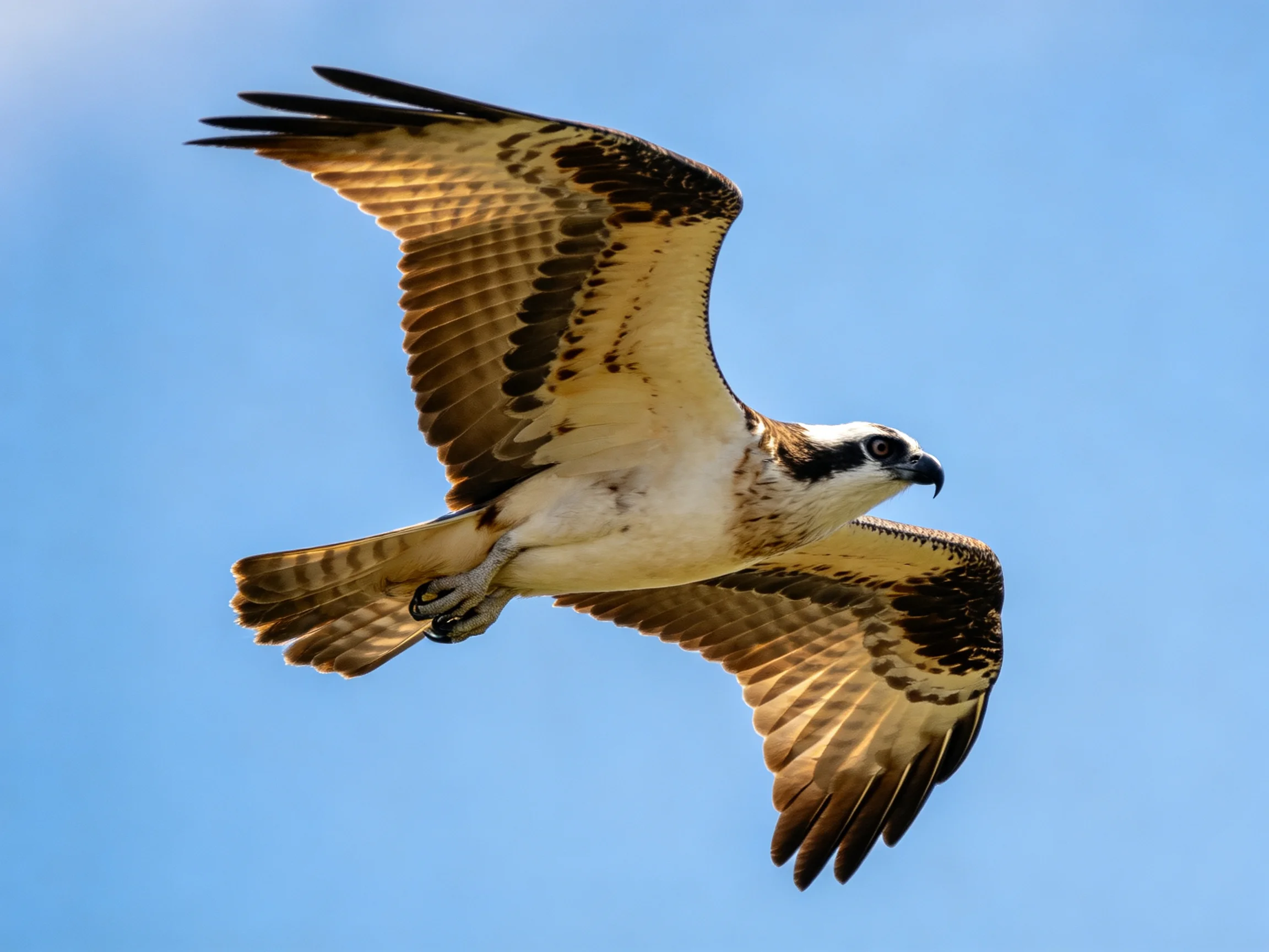 An osprey soars with outstretched brown and white wings against clear blue sky