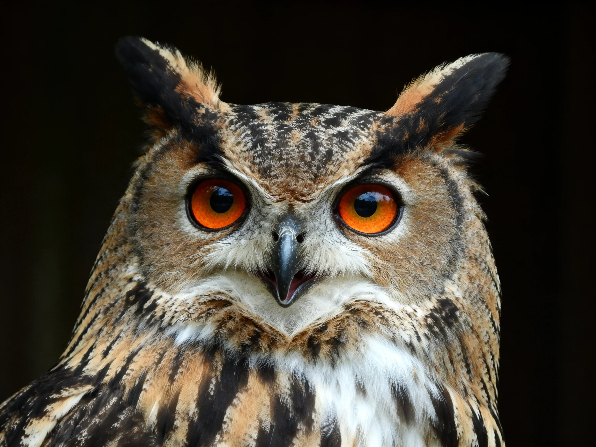 An owl with bright orange eyes and patterned brown - black feathers