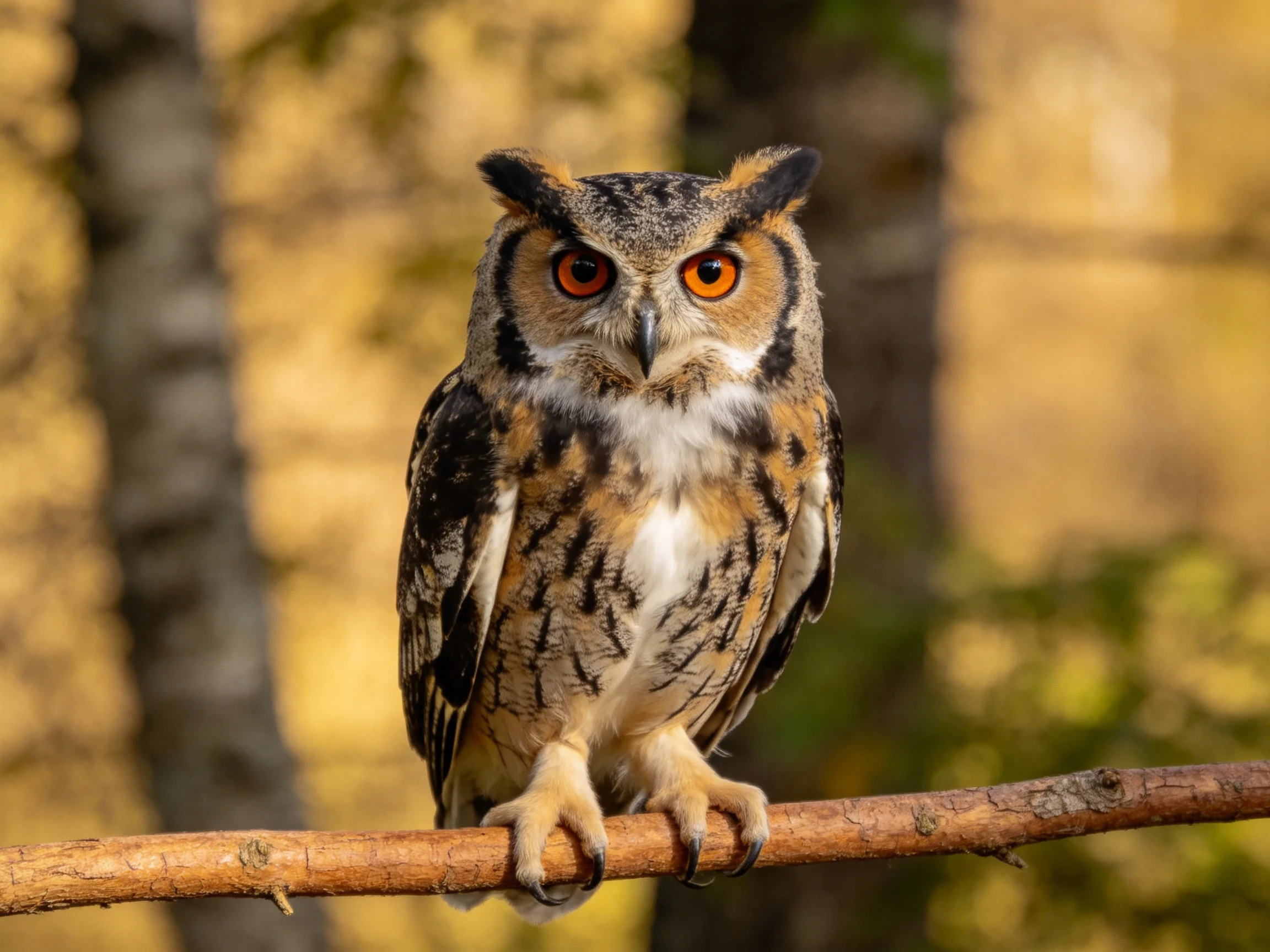 An owl with orange eyes perched on a wooden branch