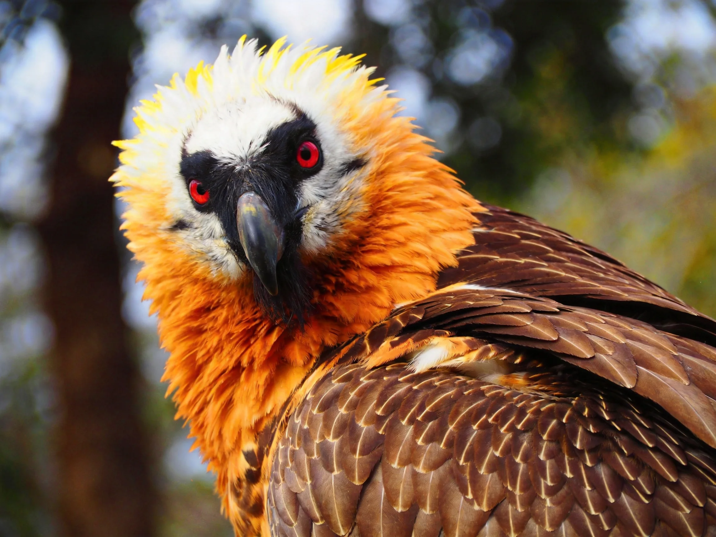 Andean Condor with orange neck, white head, and red eyes