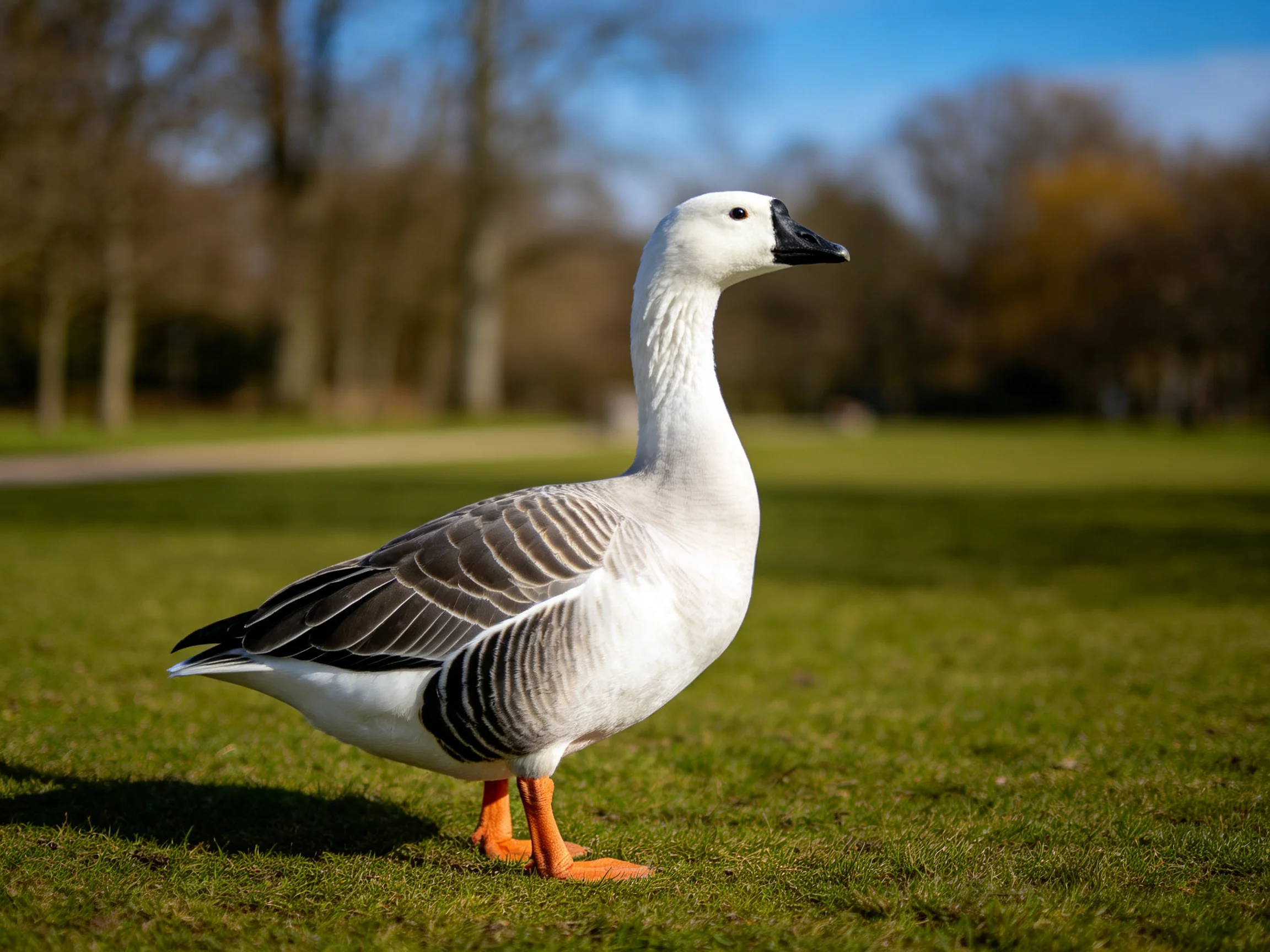 Awhite goose with gray wings stands on green grass near trees