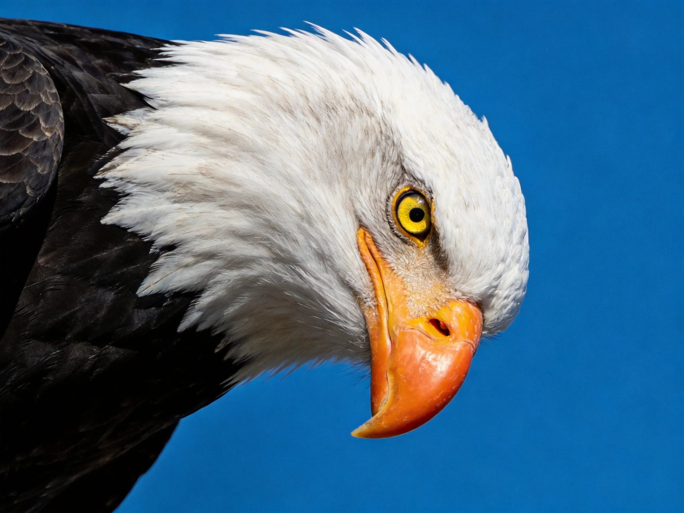 Bald Eagle Close-Up: White Head, Orange Beak, Dark Wings, Blue Sky