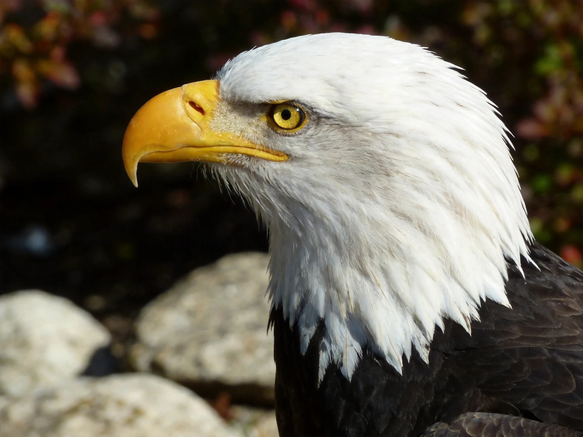Bald eagle close - up with white head and yellow beak