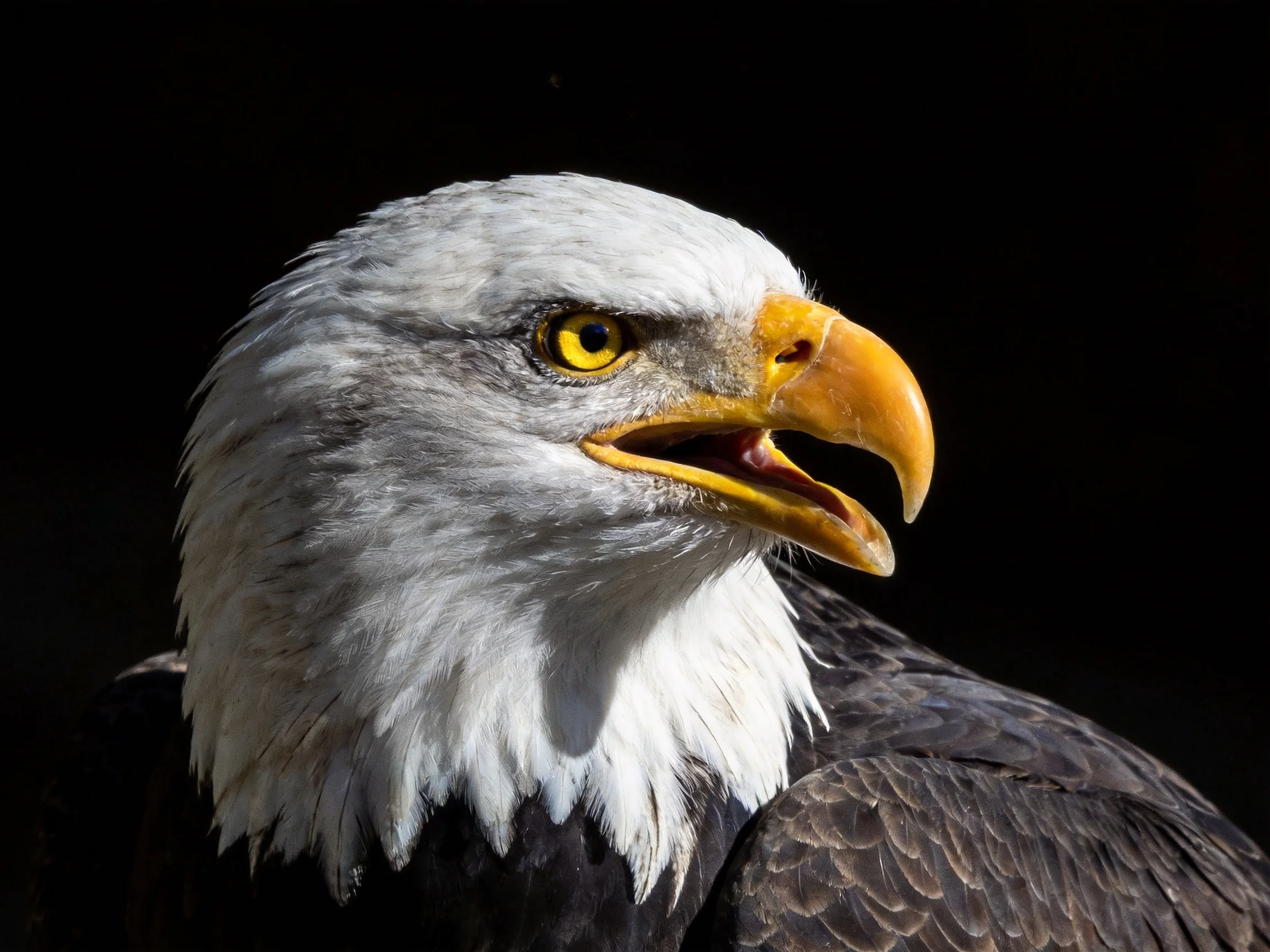 Bald eagle portrait with white head and yellow beak