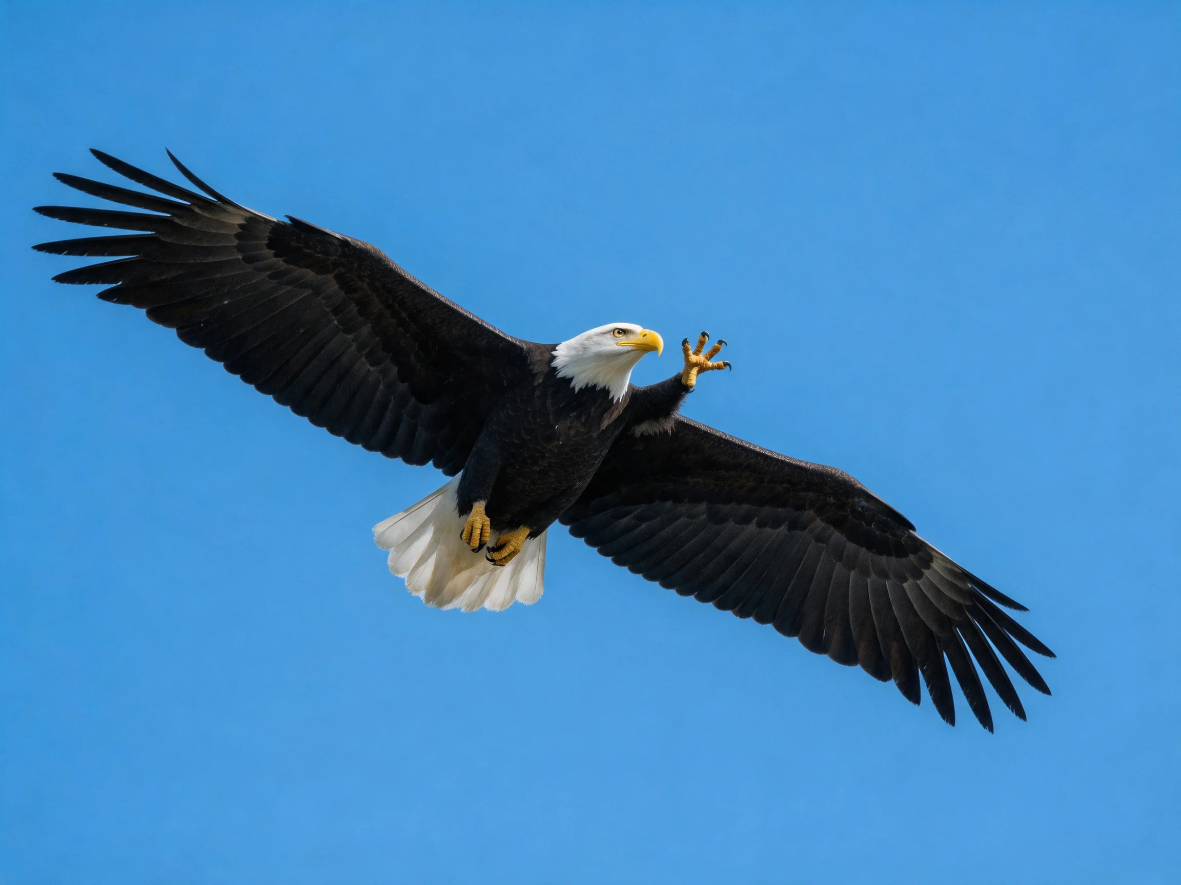 Bald eagle soaring against clear blue sky