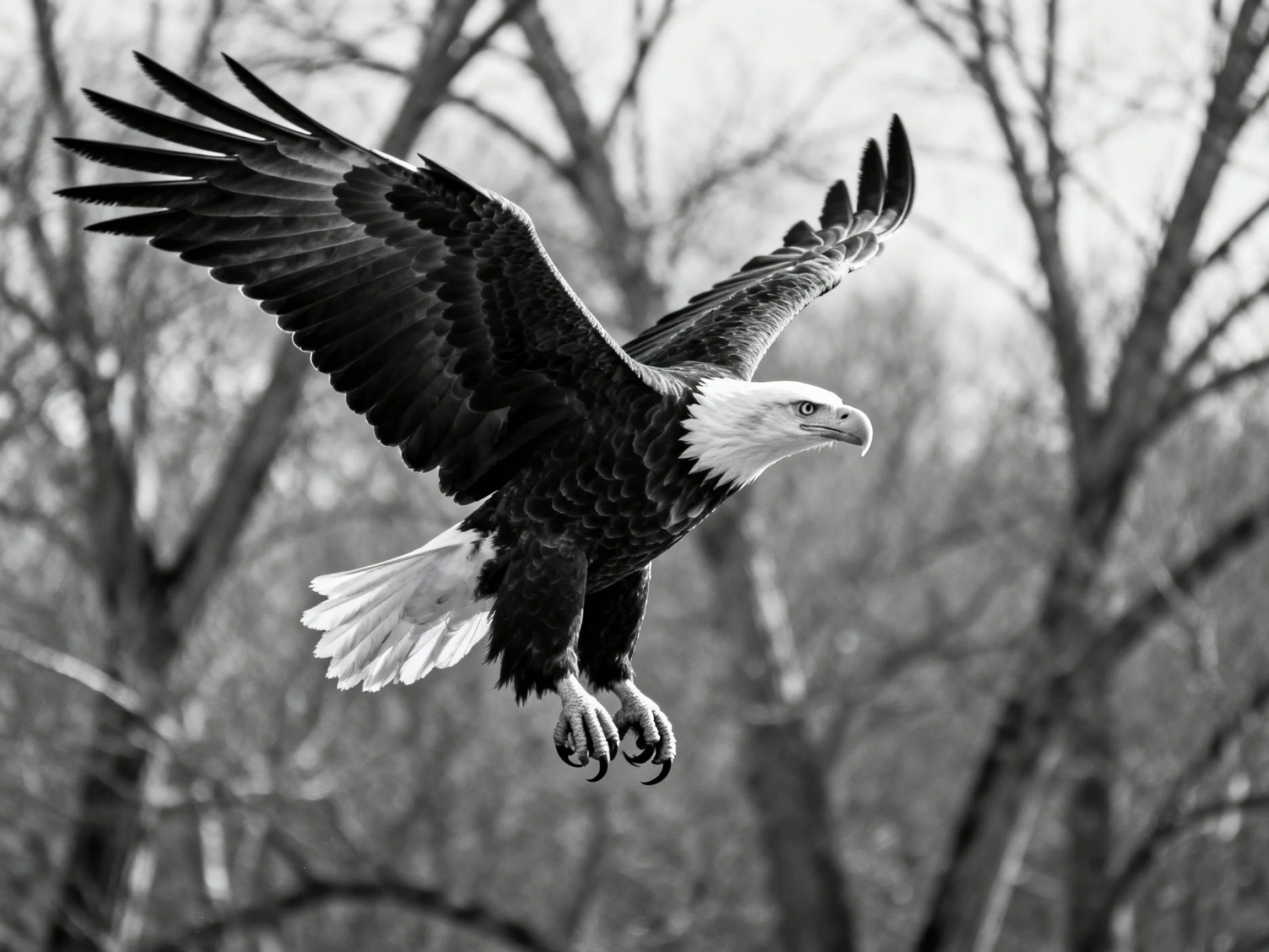 Bald eagle soaring mid-air with outstretched wings