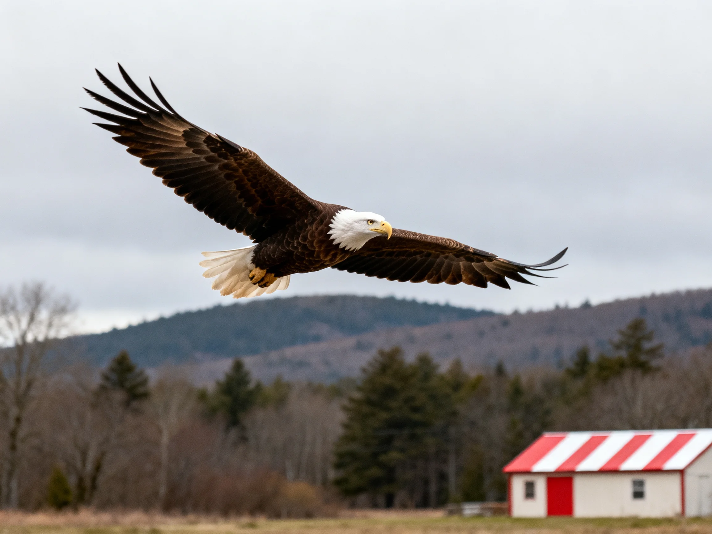 Bald eagle soaring over countryside with red-striped barn