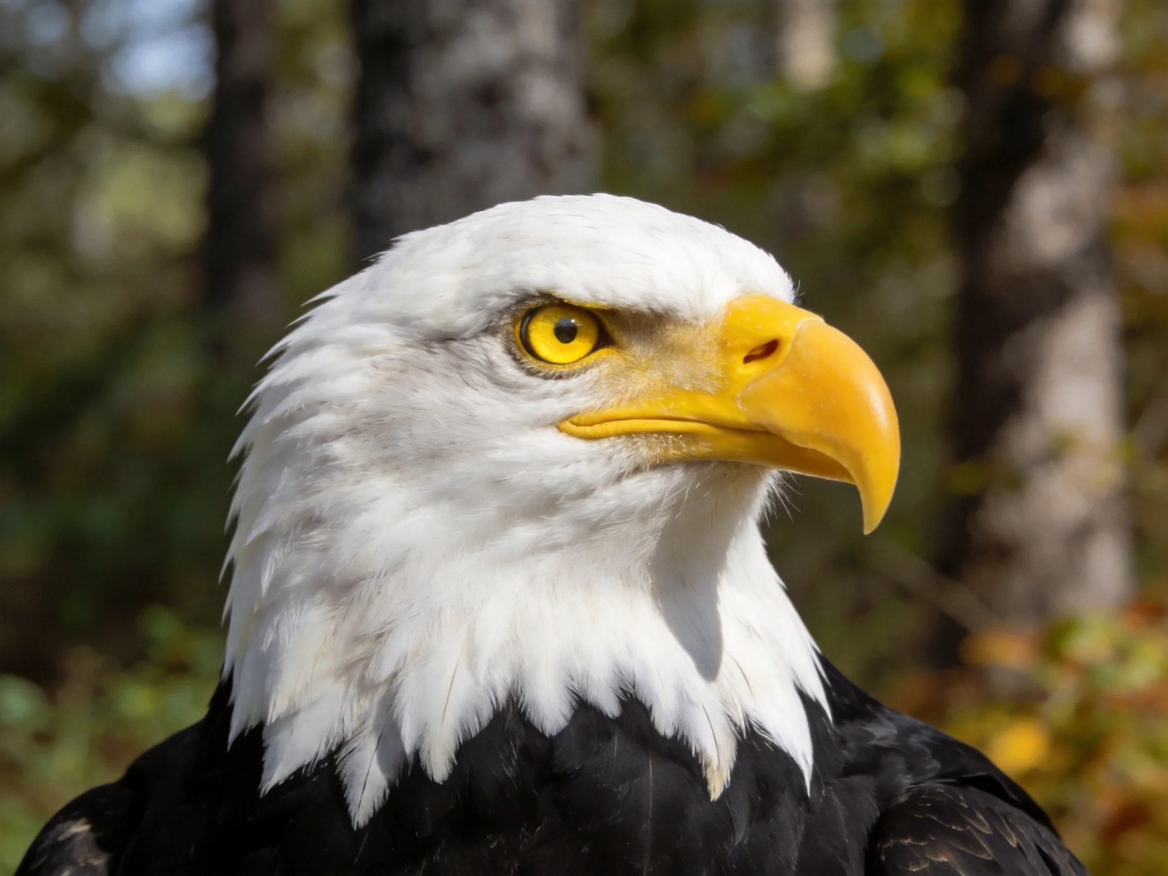 Bald eagle with white head, bright yellow beak, and dark plumage