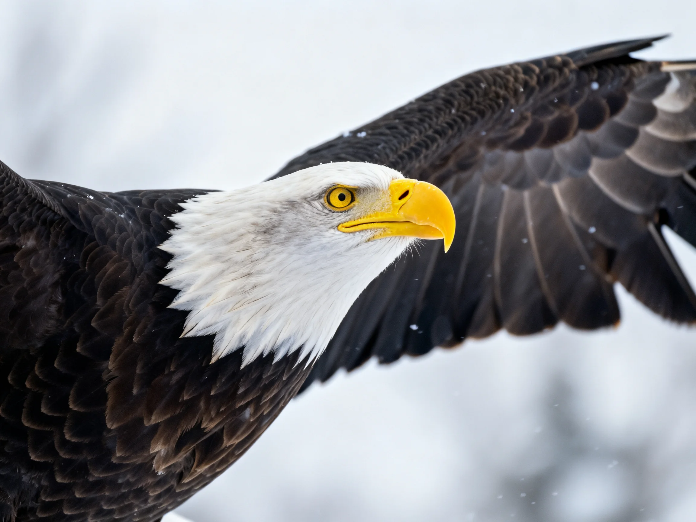 Bald eagle with white head, yellow beak, outstretched dark wings