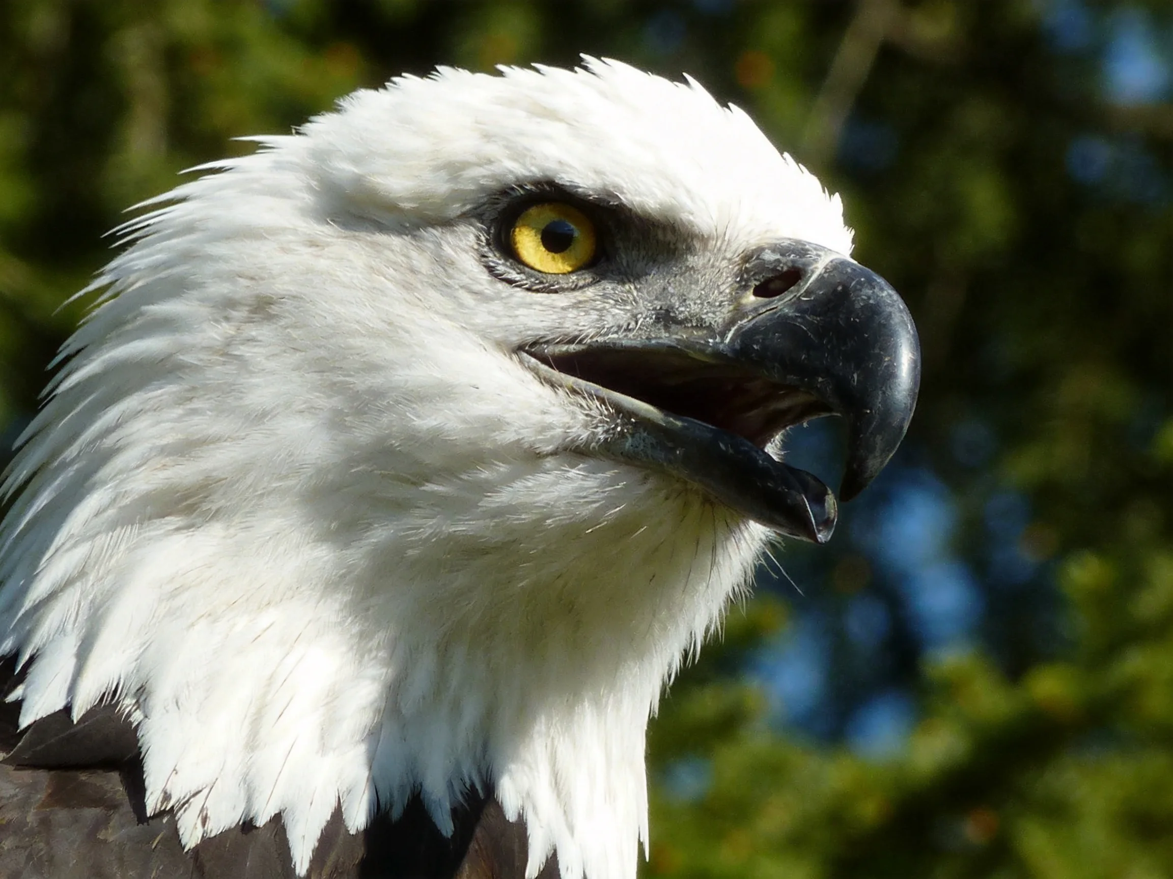 Bald eagle with white head, yellow eye, and black beak