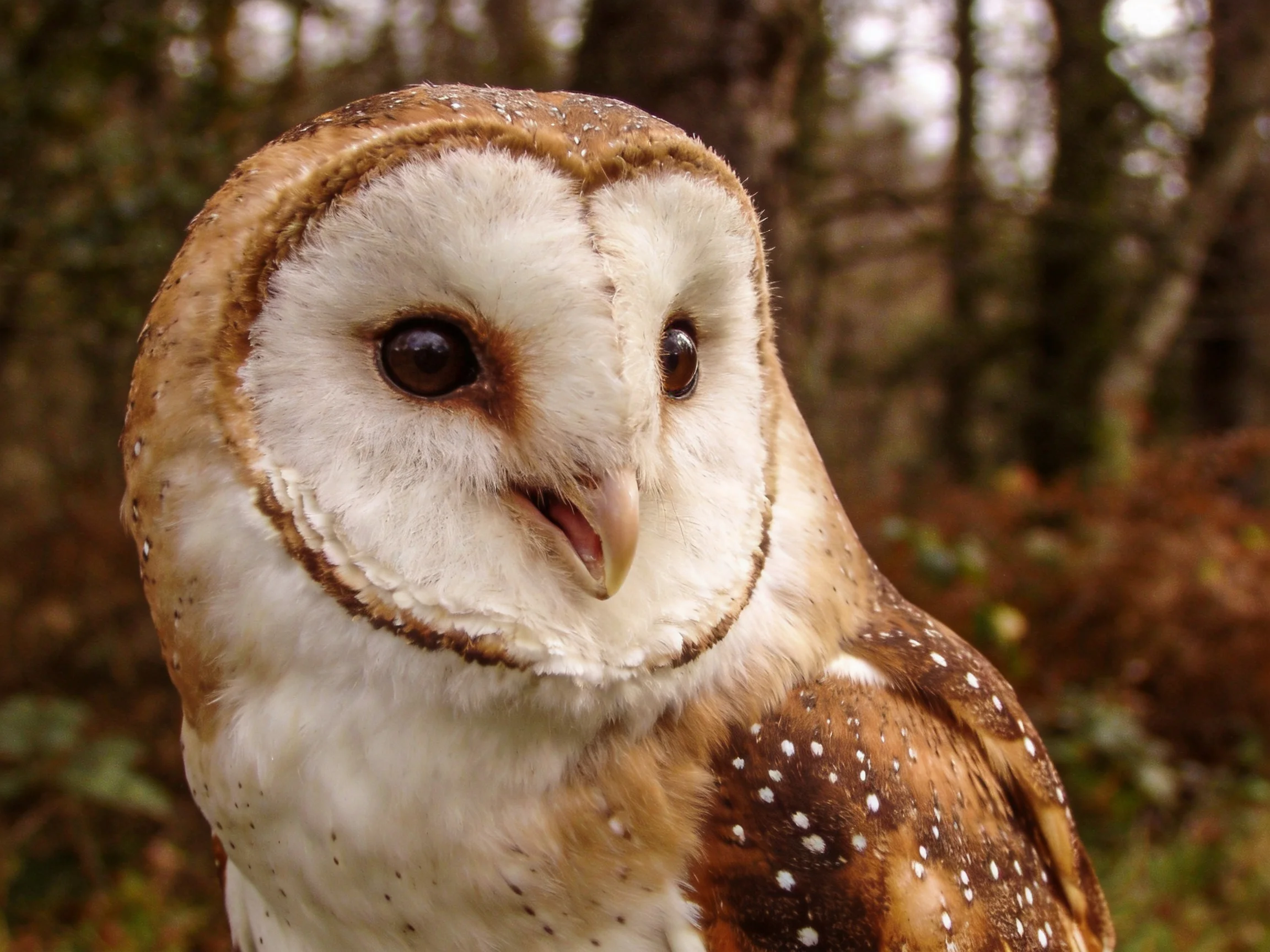 Barn owl with brown and white spotted feathers in forest