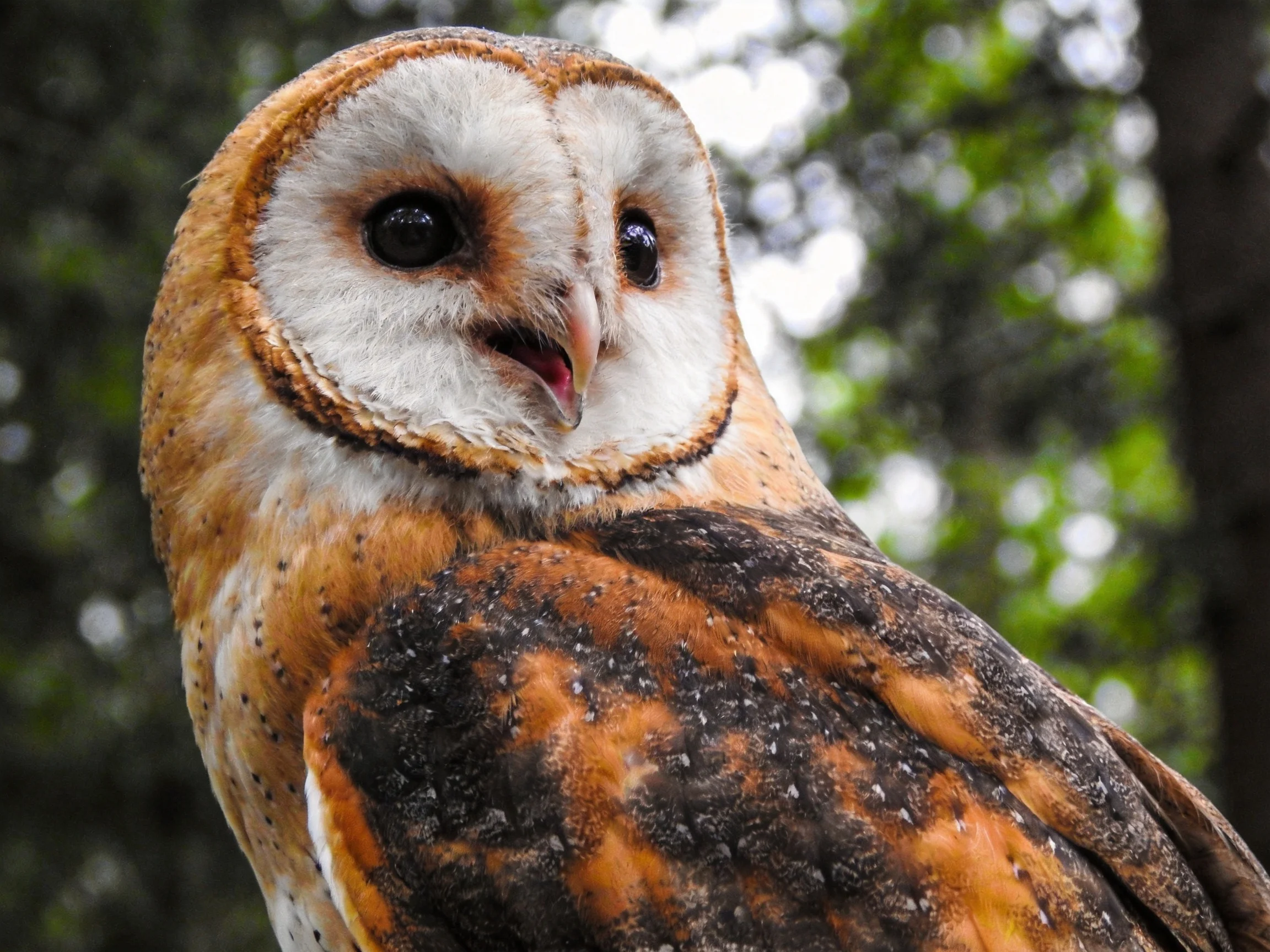 Barn owl with brown, white, and dark plumage