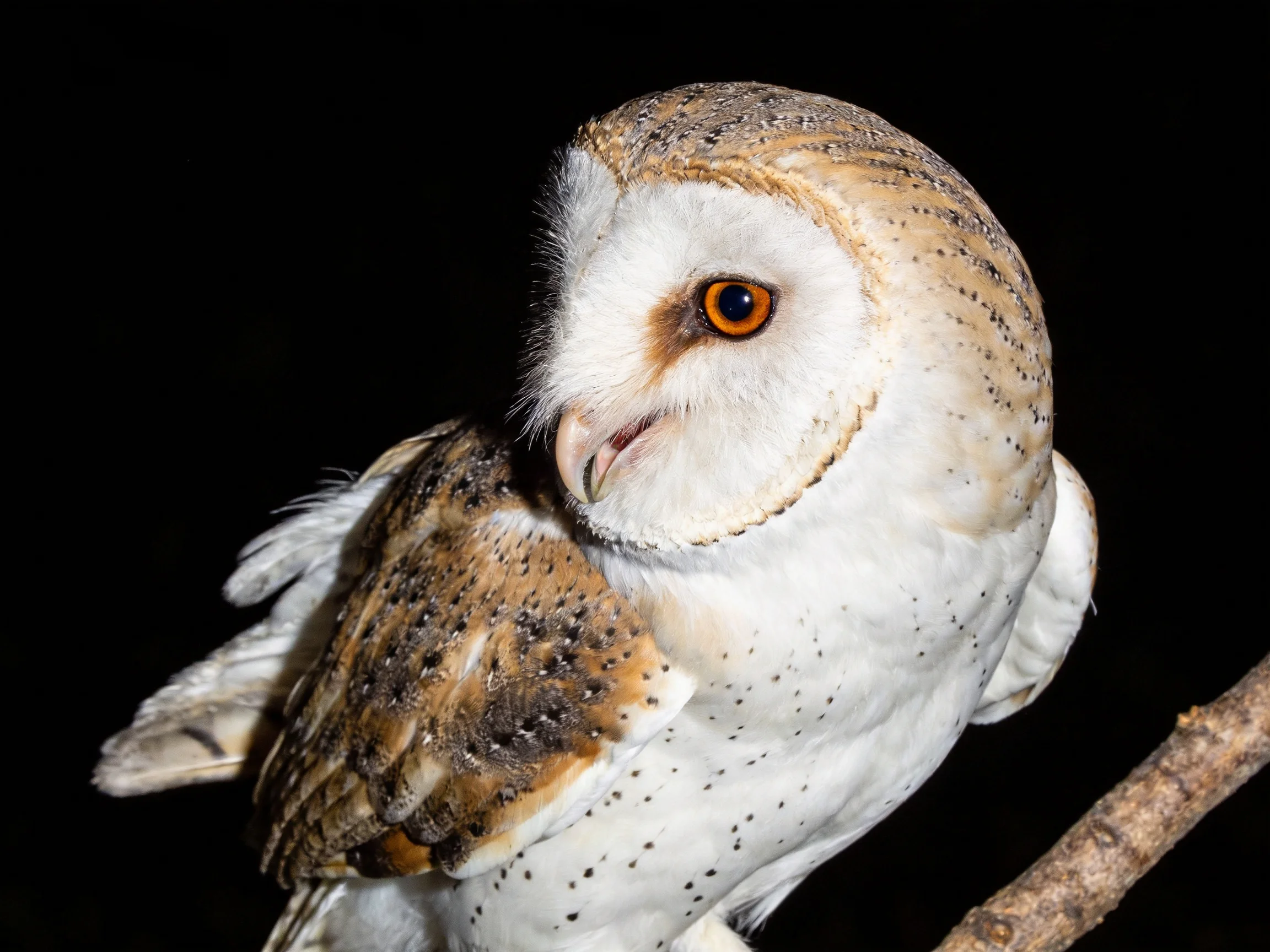 Barn owl with white and brown plumage perched on a branch