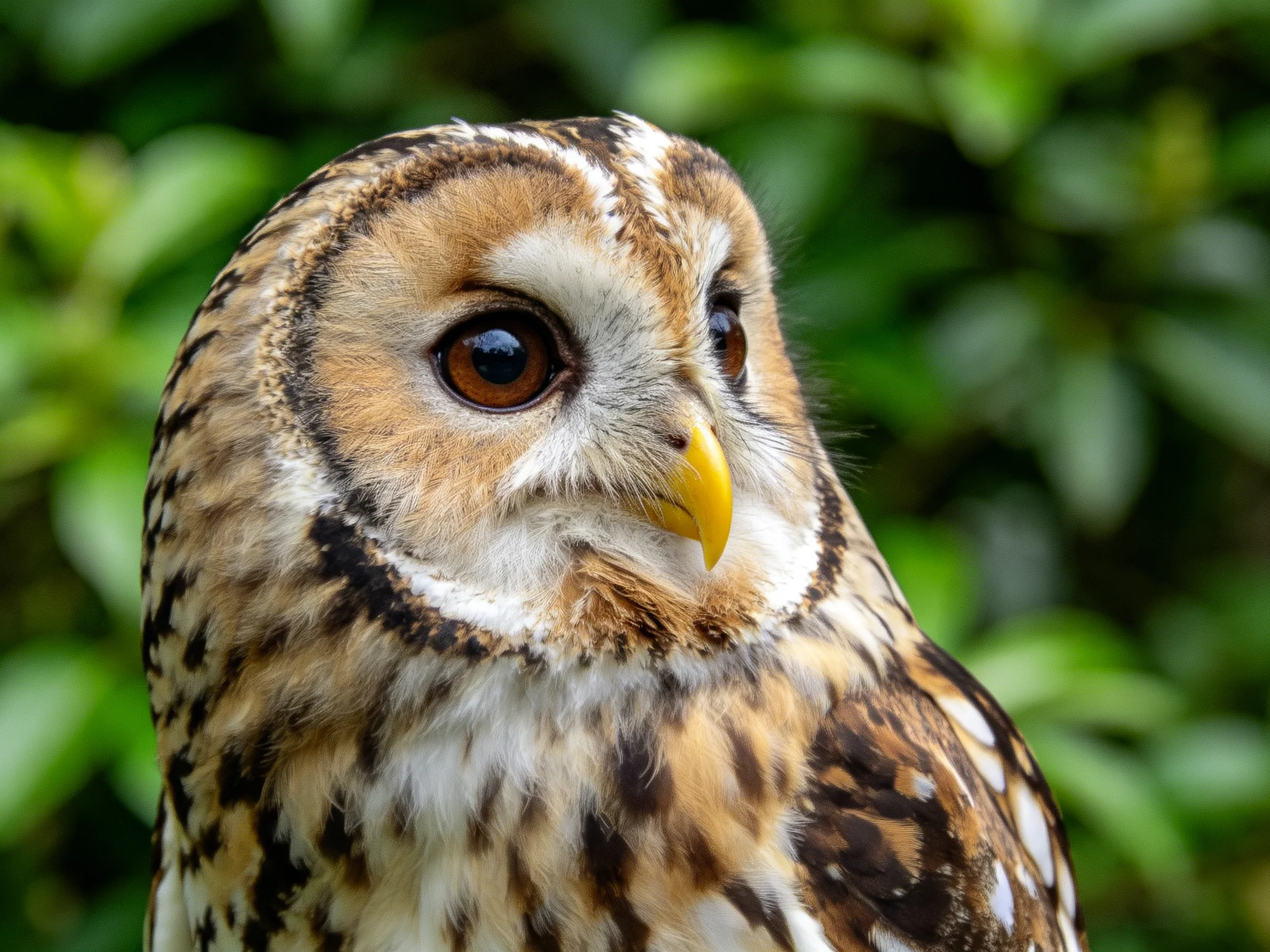 Barred owl close - up with brown, white, and yellow beak