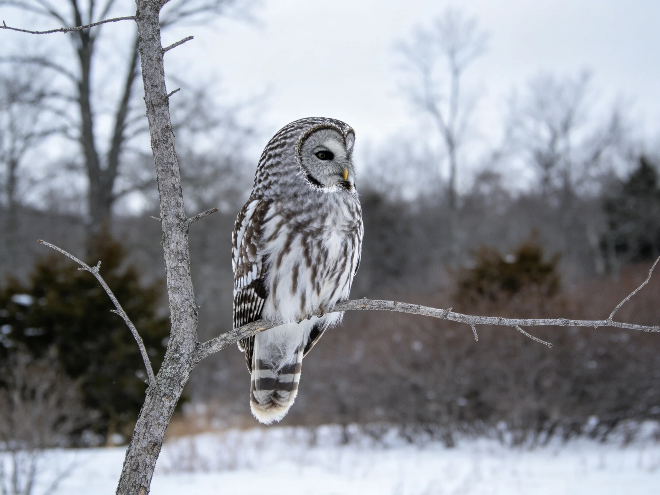 Barred owl perched on a bare winter tree branch