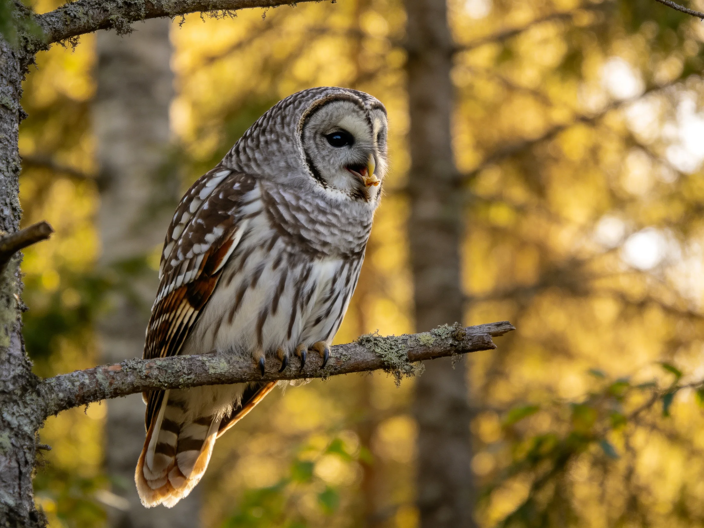 Barred owl perched on moss-covered branch in golden forest