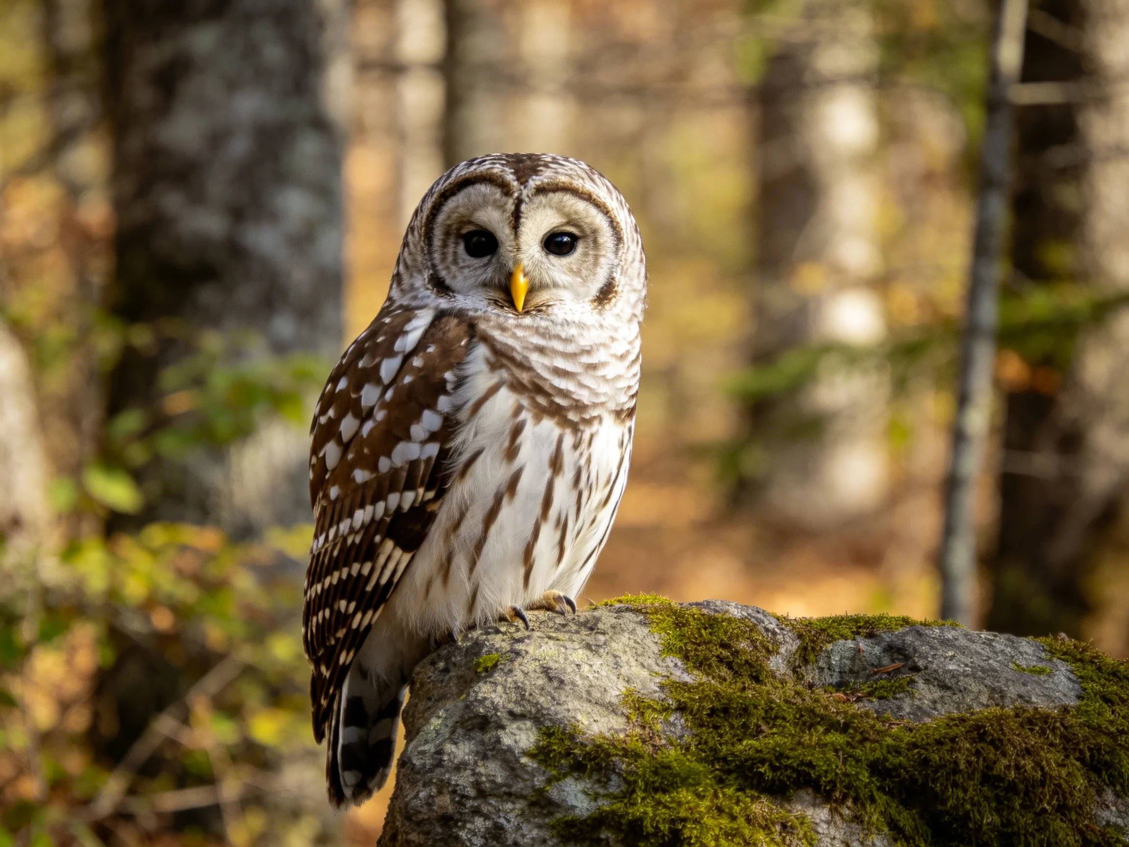 Barred owl perched on moss-covered rock in forest