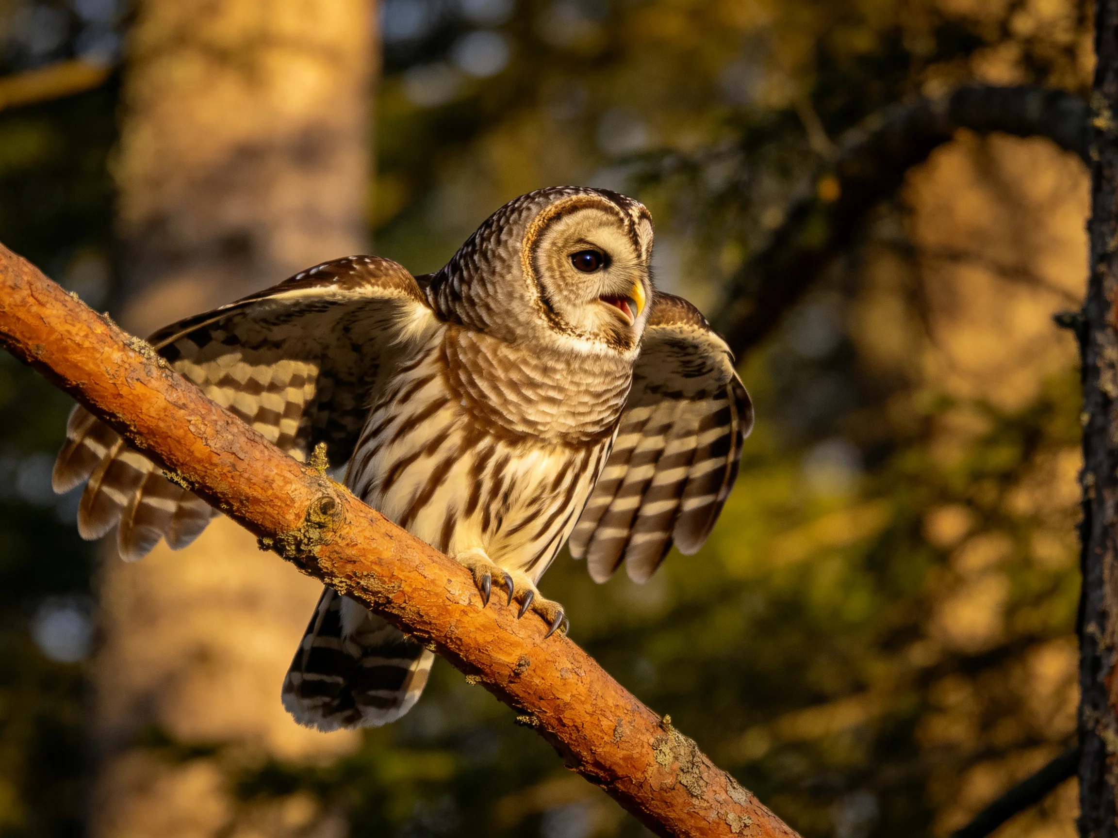 Barred owl spreading wings on forest branch during golden hour