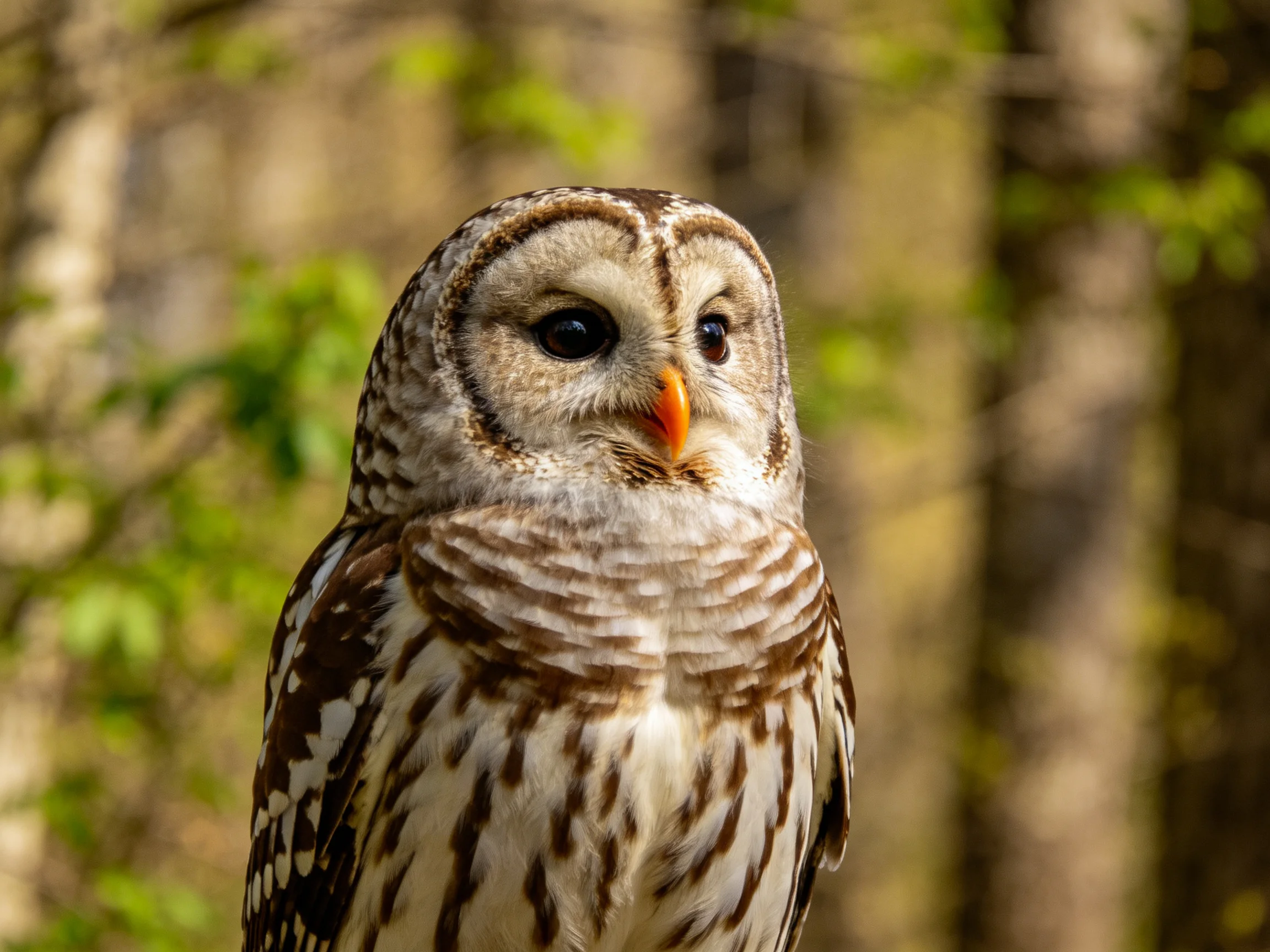 Barred owl with brown and white plumage in a forest